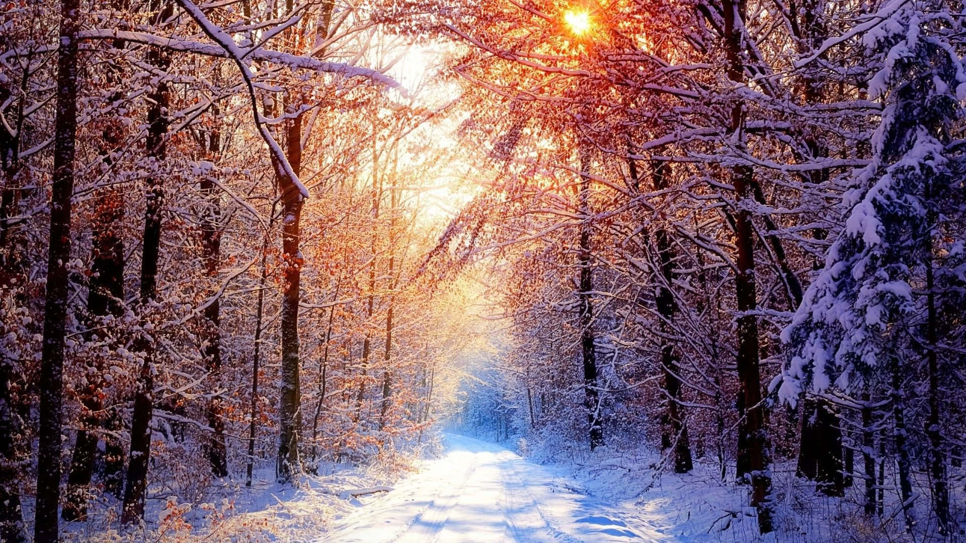 Download HD Winter Background Sunlight
