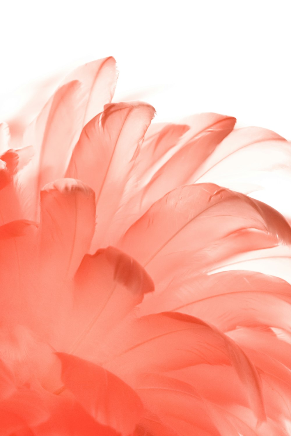 50,Salmon Pink Picture. Download Free Image