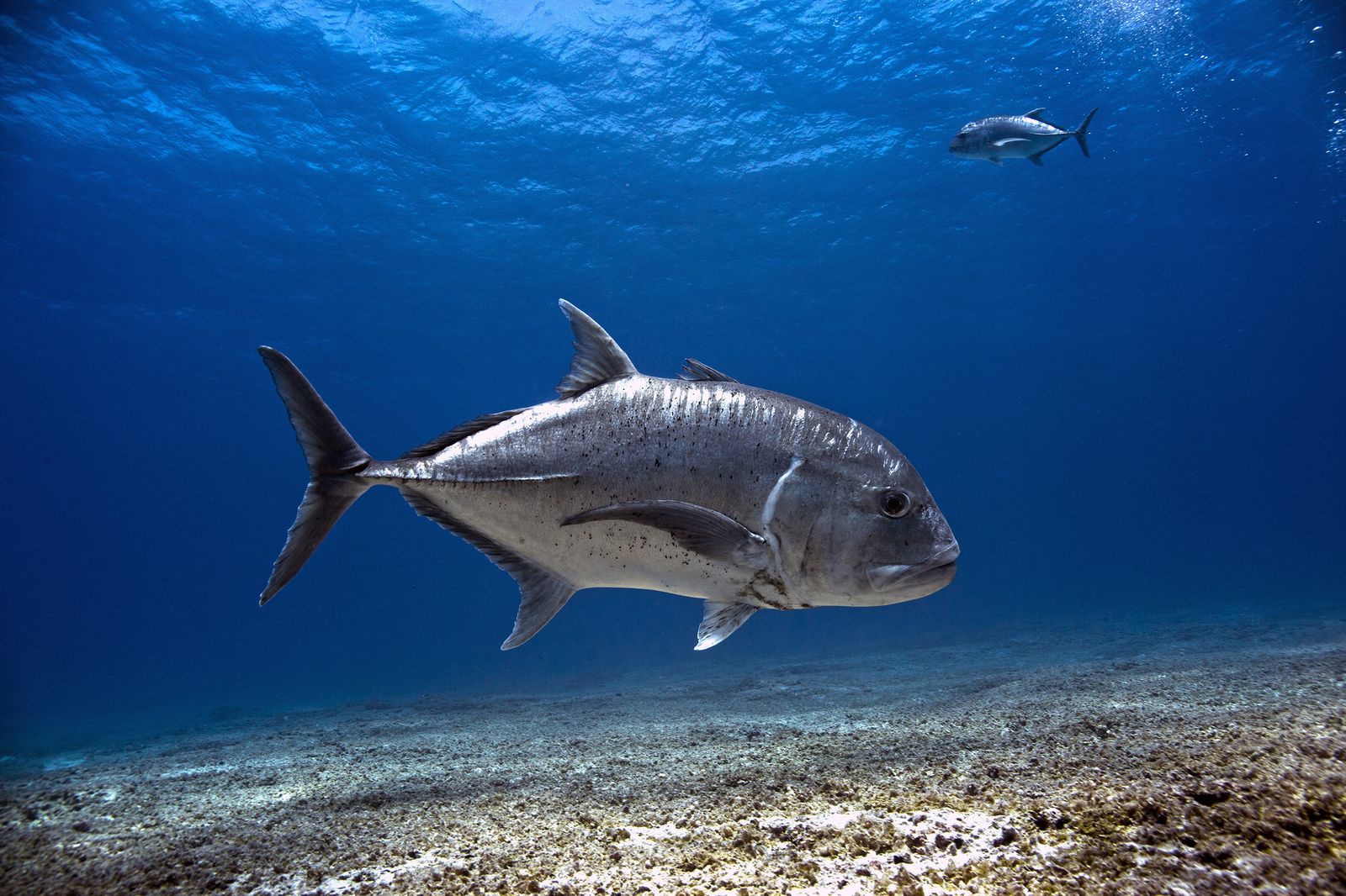 Giant Trevally Looks On. Saltwater aquarium fish, Ocean creatures, Shark picture