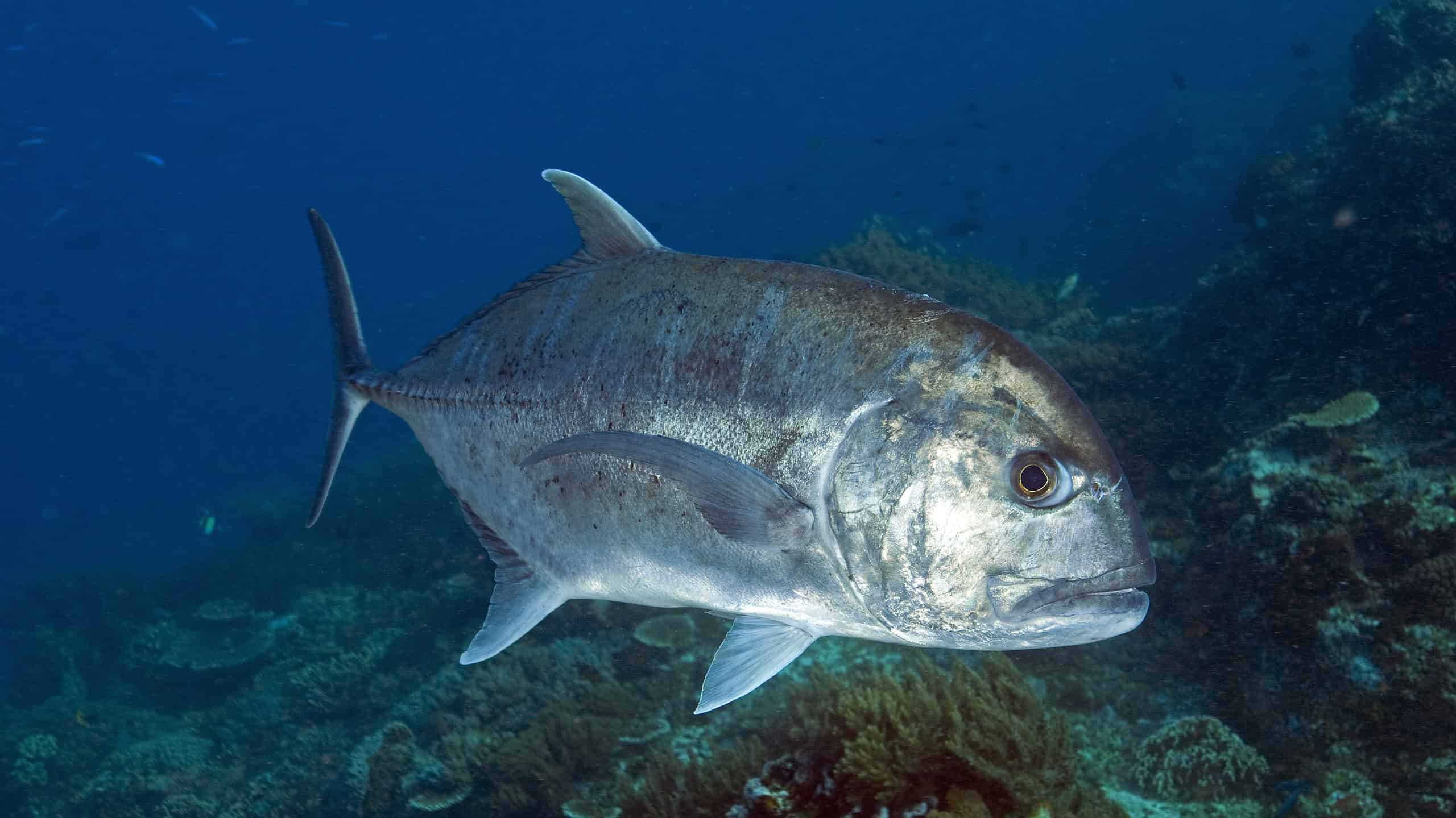 Giant Trevally Fish Facts. Caranx Ignobilis Z Animals