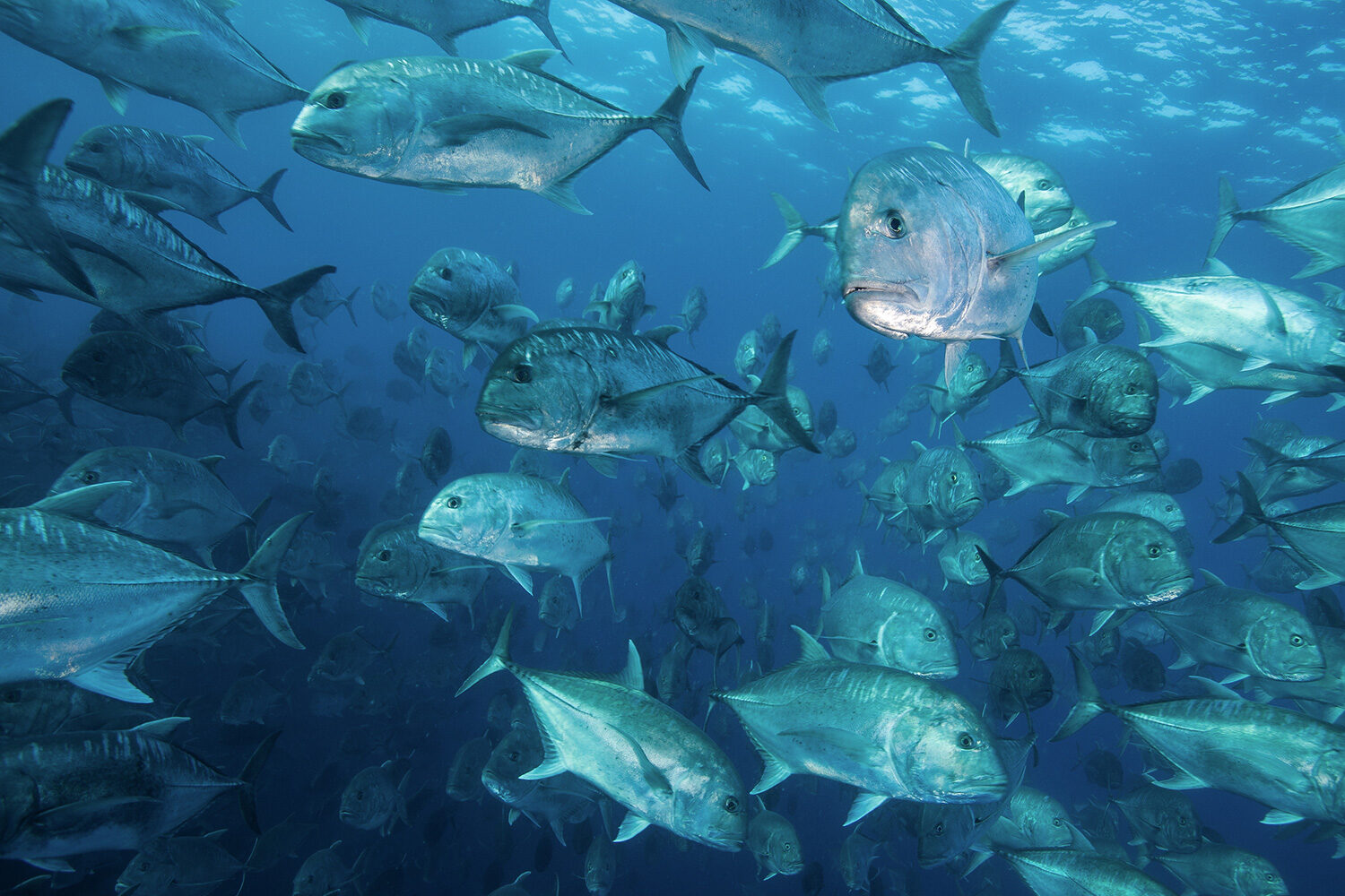 Three years of tracking trevally did we find? Our Seas Foundation