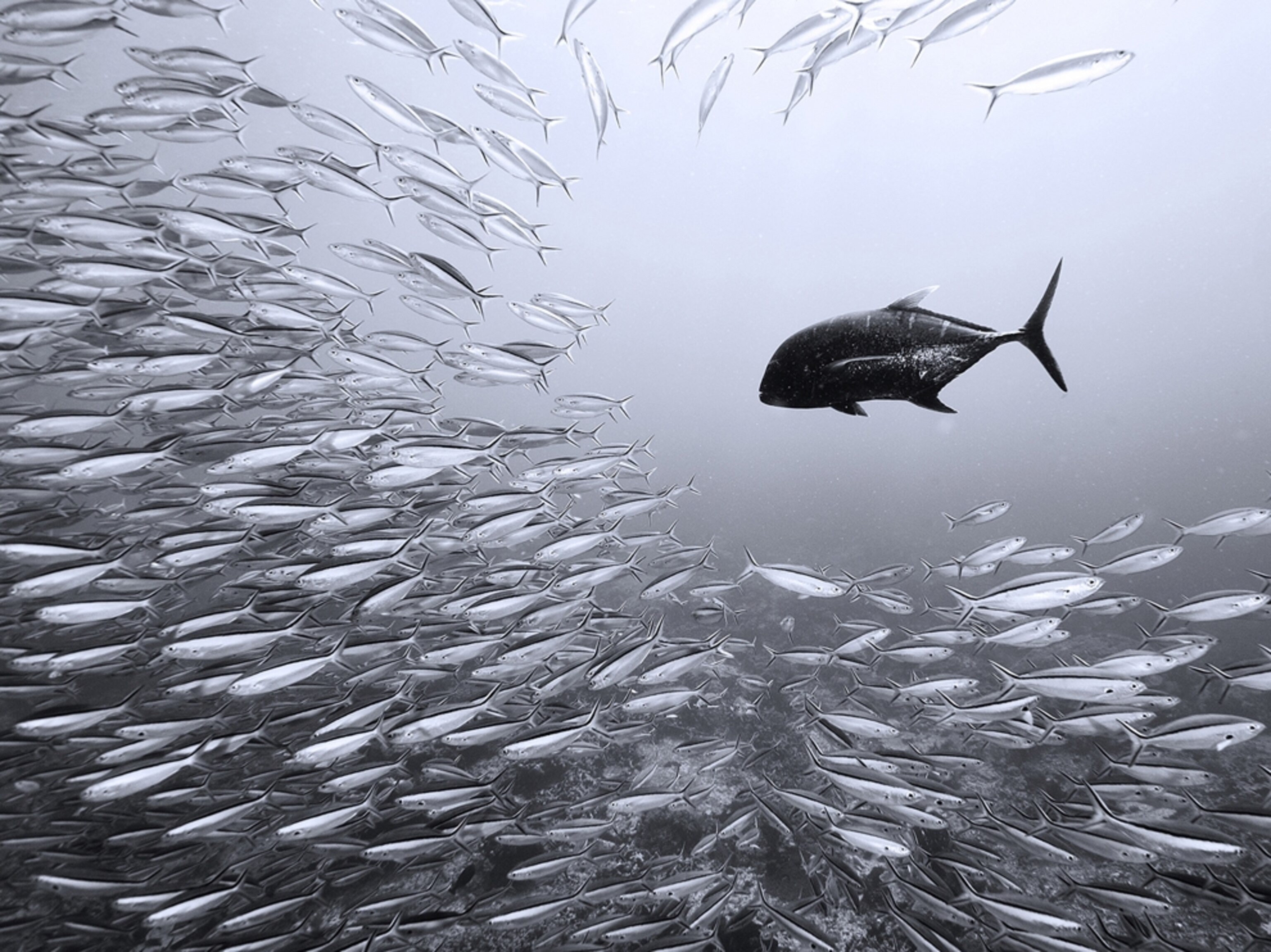 Black Trevally and Sardines