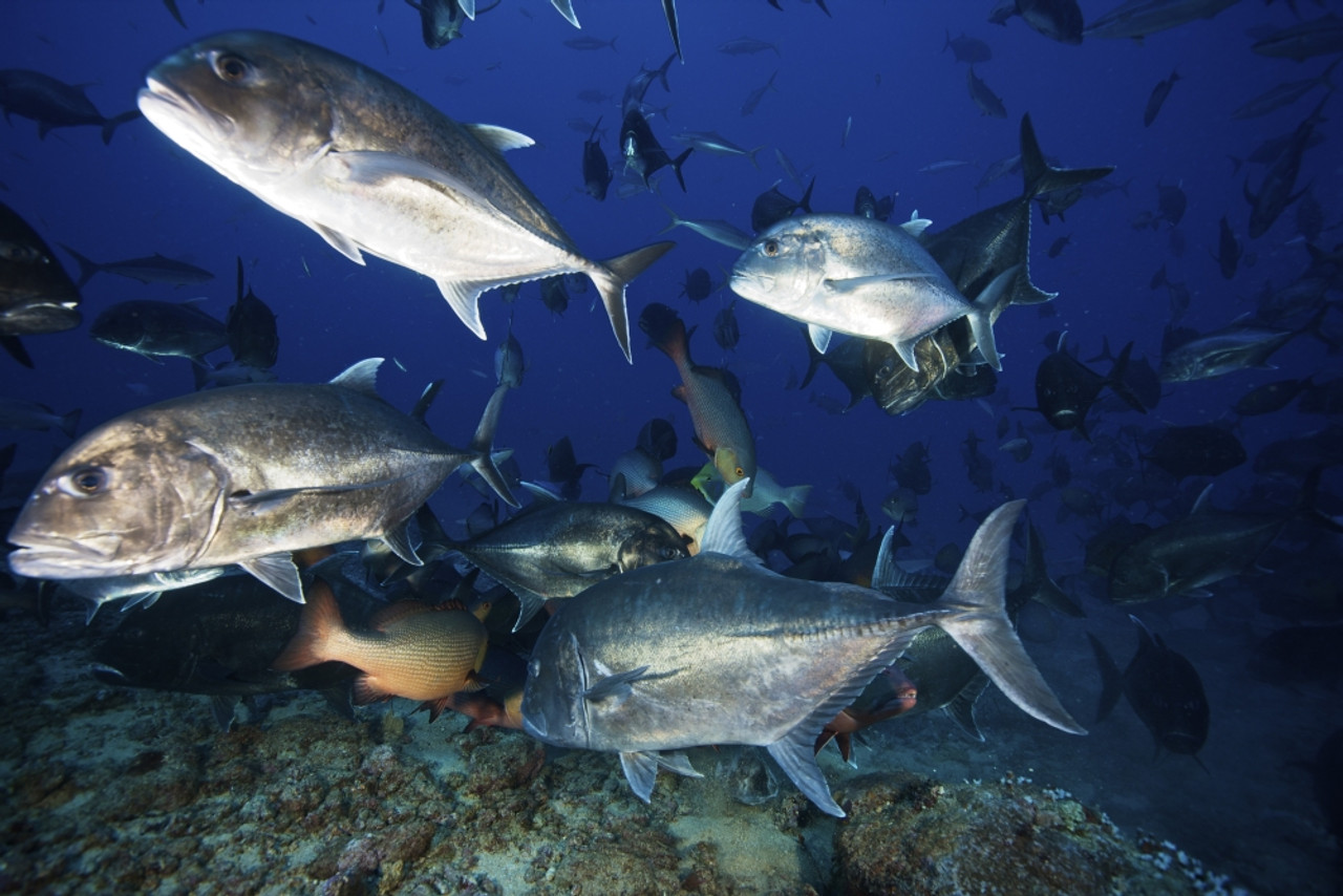 Schooling giant trevally muscle there way in to get the larger fish scrap portions from a shark feed, Fiji Poster Print # VARPSTTMO400191U