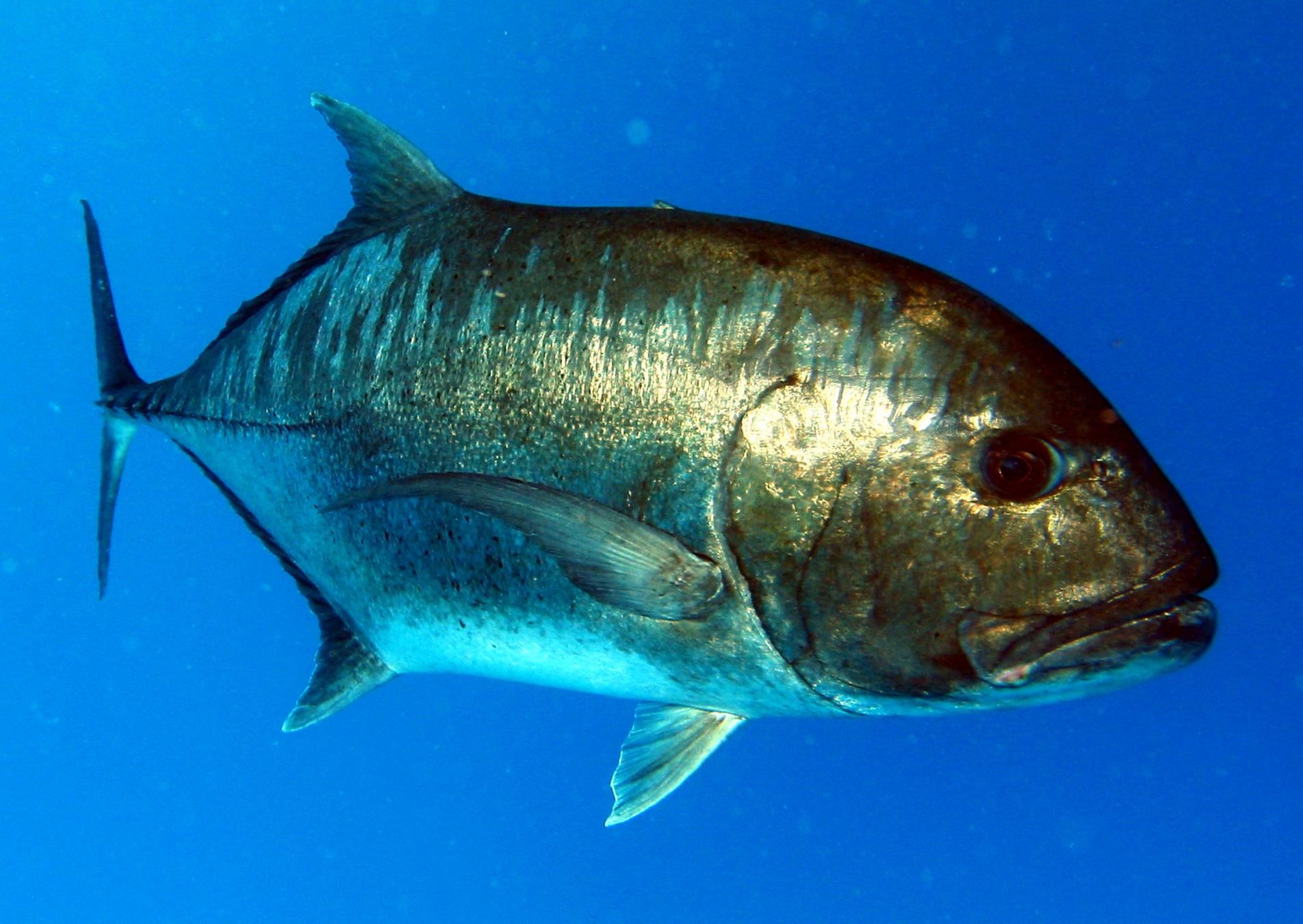 Giant Black Trevally Photographed From Mike Ball Dive Store Product?ProductID=976b0824. Marine Fish, Photo Of Fish, Fish Art