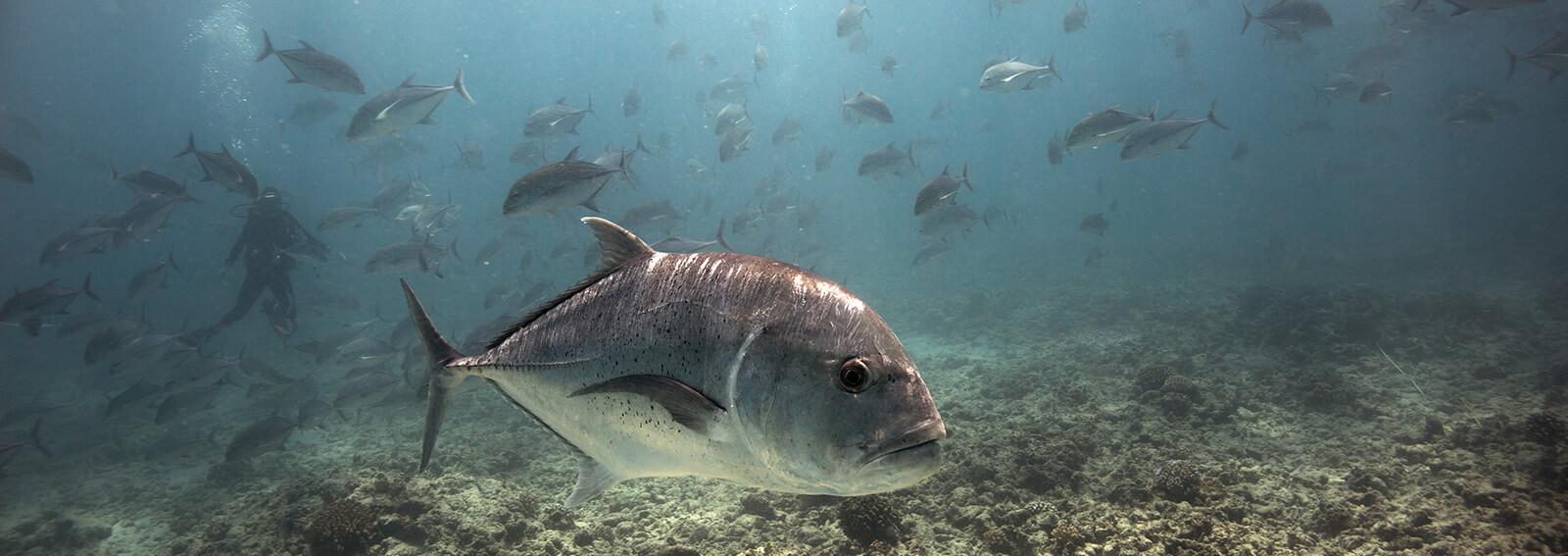 Papahānaumokuākea. Earth Is Blue Magazine Vol. 4. Office of National Marine Sanctuaries