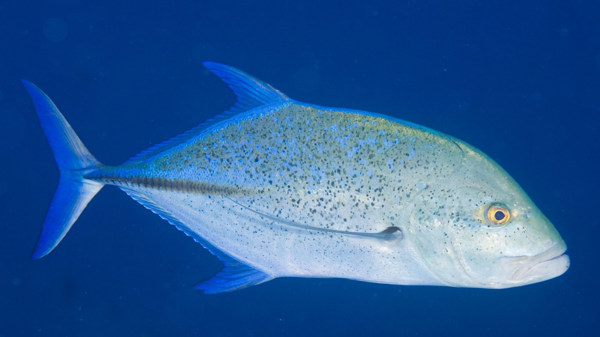 Blue Planet 2: The Bird Eating Fish Scene