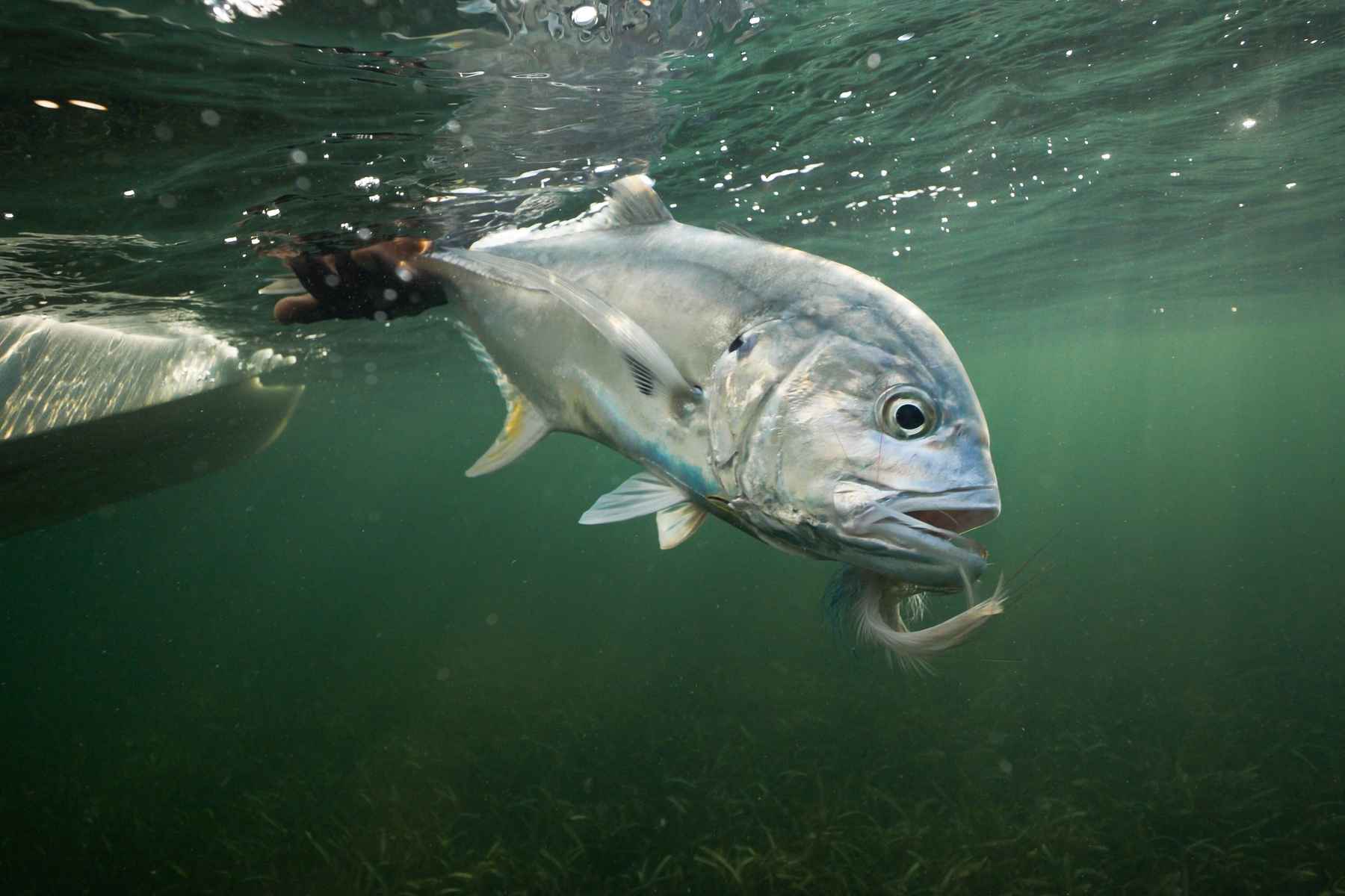 The most underrated fish on the flats: Part I. Hatch Magazine Fishing, etc