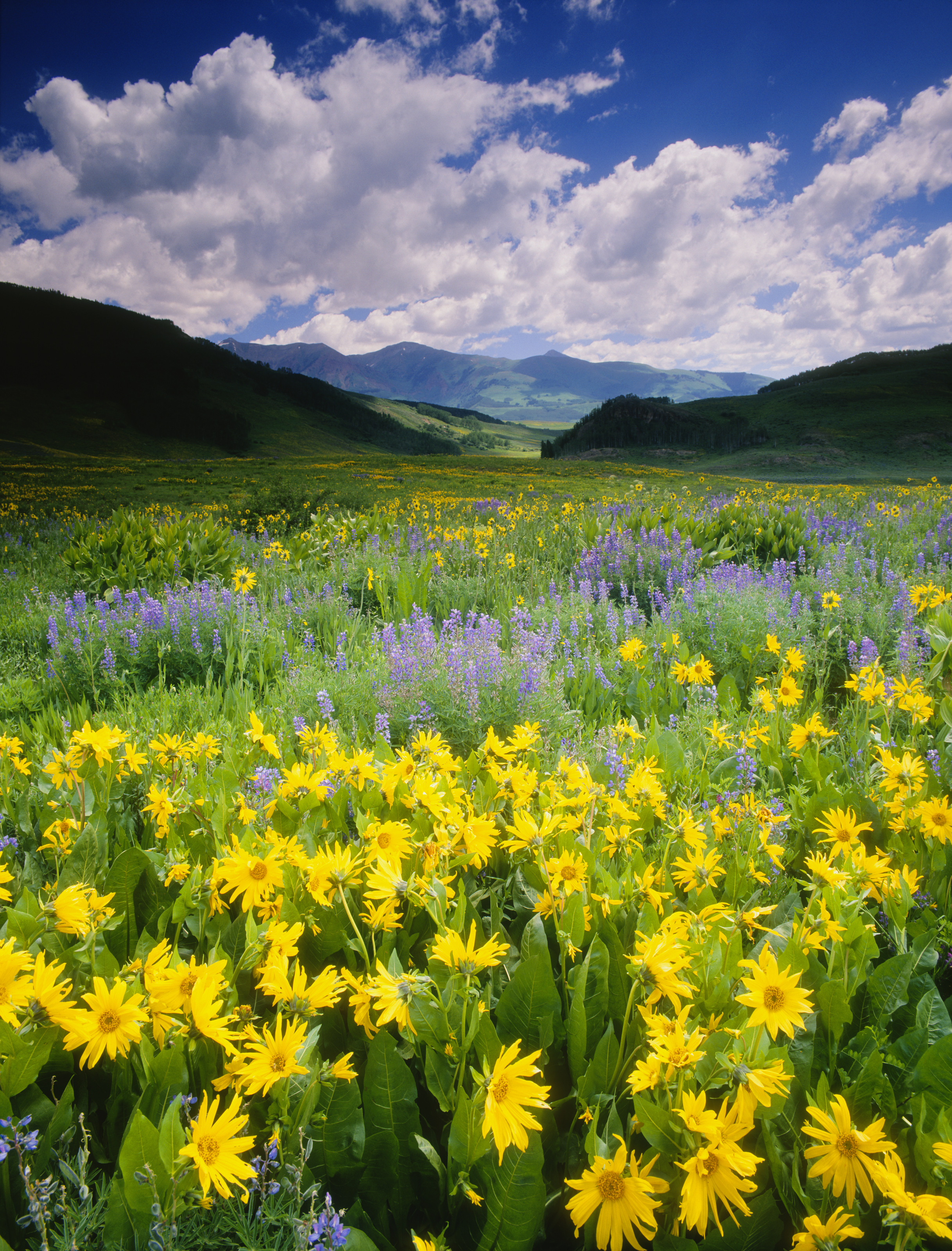 Wildflowers At Crested Butte Wallpaper Mural Your Way