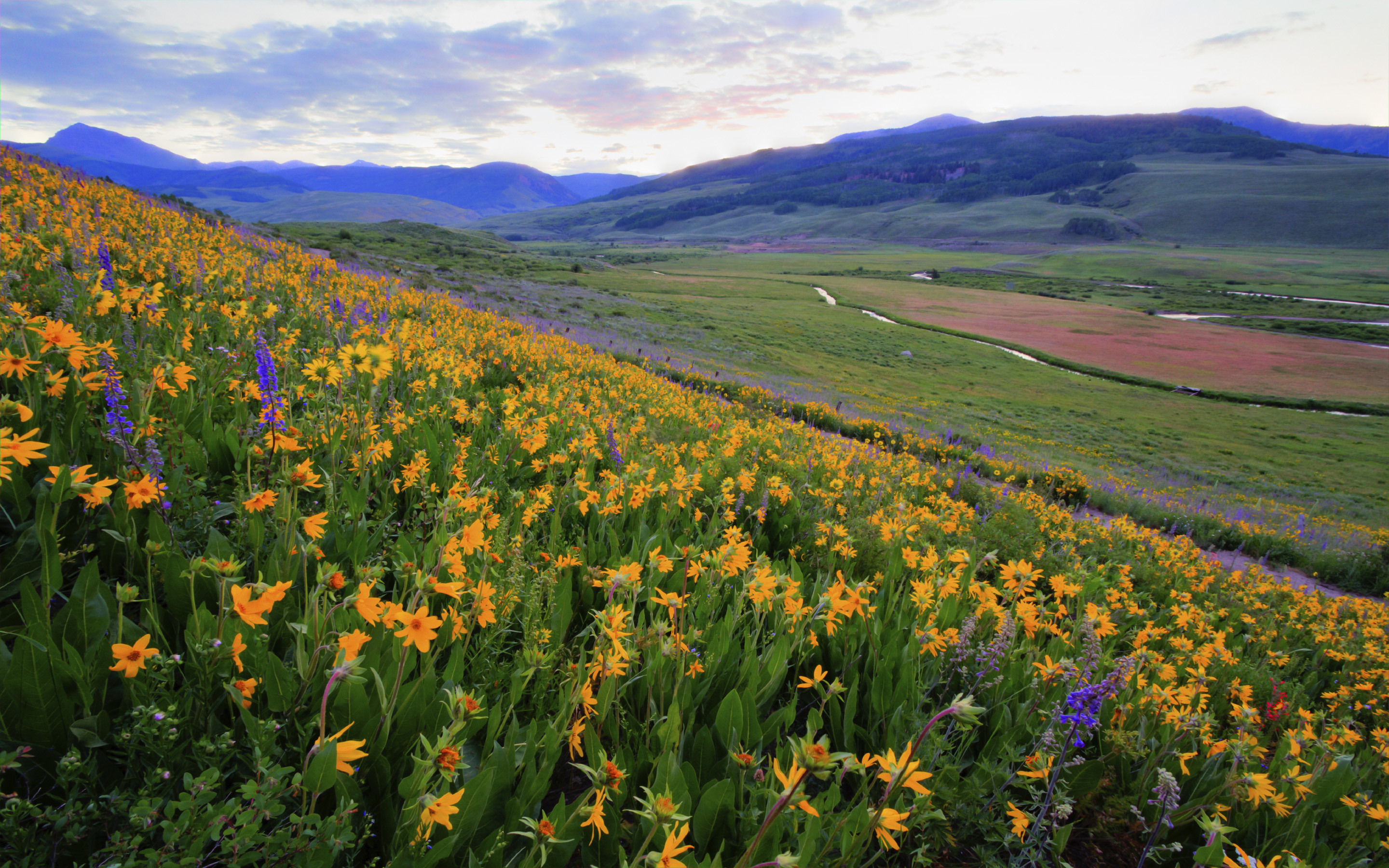 Wildflowers in Crested Butte, Colorado
