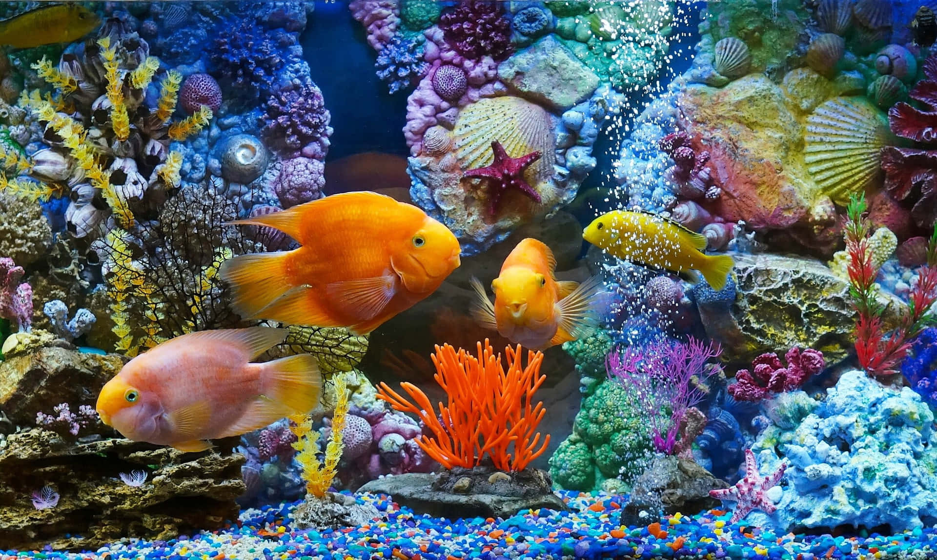 Aquarium Picture