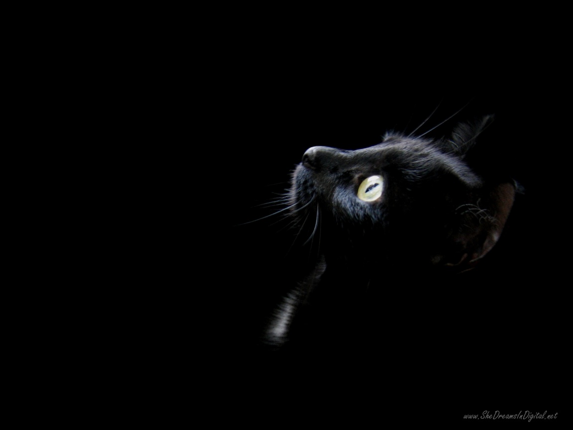 Free download 1152x864 Black cat head desktop PC and Mac wallpaper [1152x864] for your Desktop, Mobile & Tablet. Explore Black Cat Wallpaper for Computer, Wallpaper Black Cat, Black Cat Background