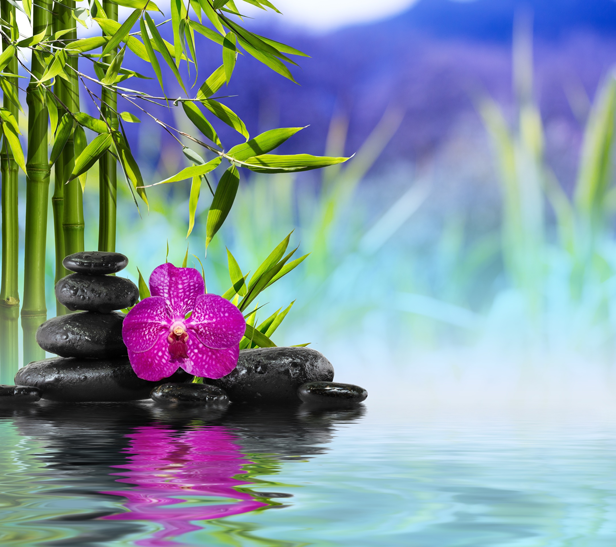 Wallpaper Spa Orchid Bamboo Nature flower Water Stones 2163x1920