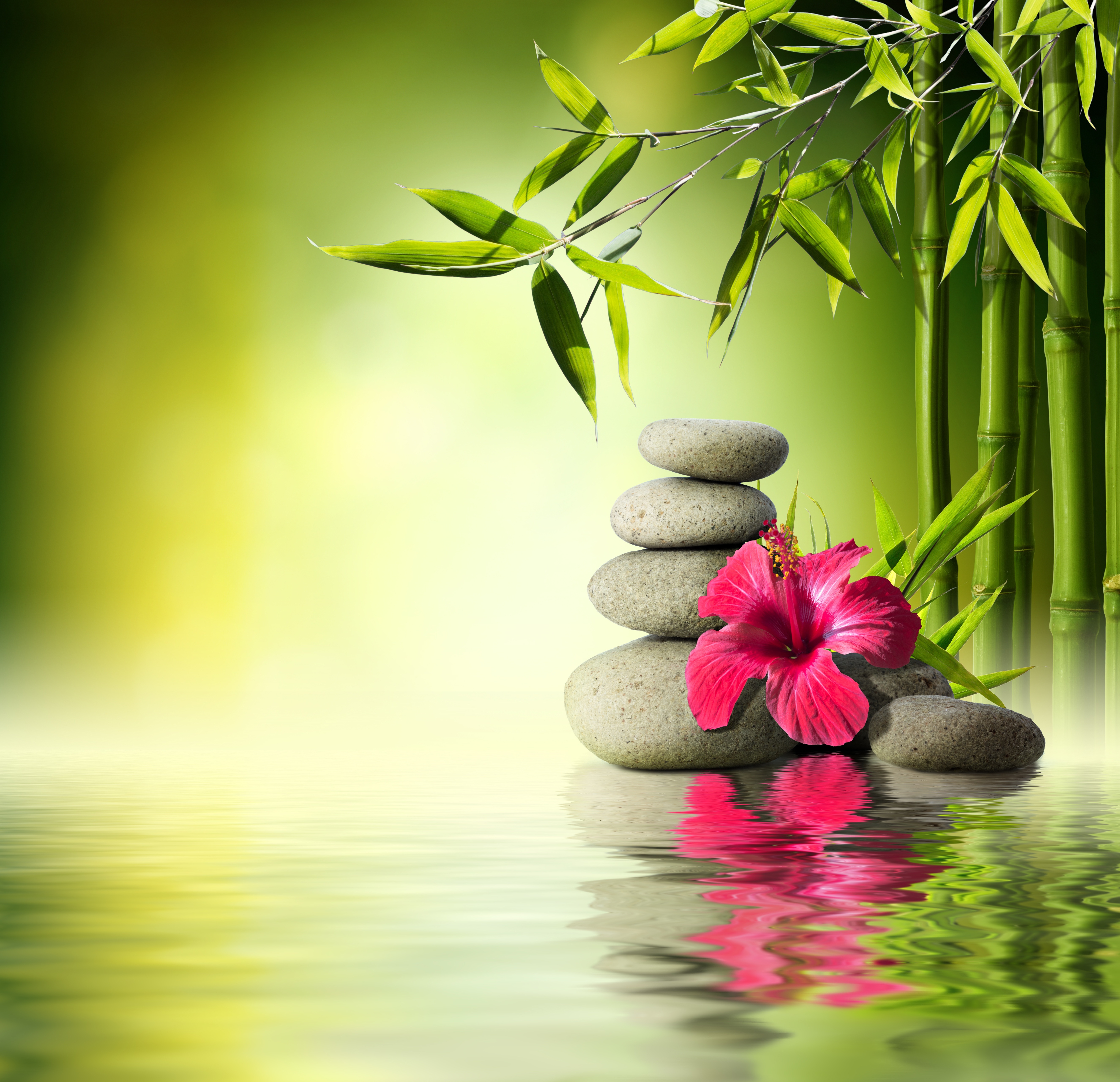 Download wallpaper flower, water, stones, bamboo, flower, water, orchid, stones, section nature in resolution 5300x5120