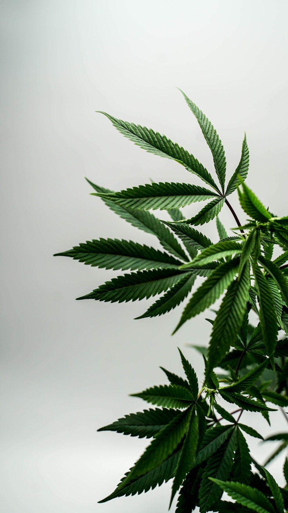 Cannabis Picture. Download Free
