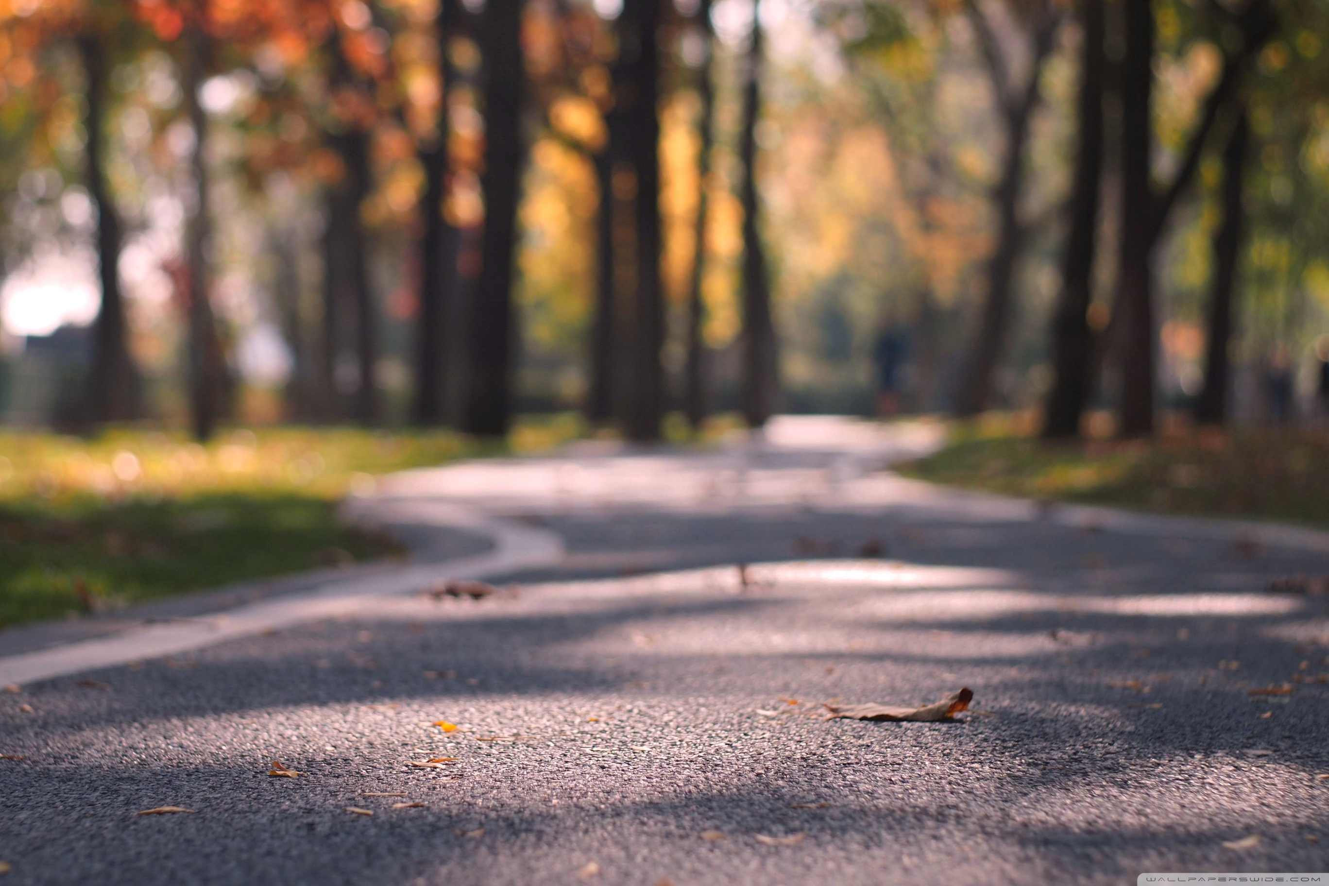 Cozy Autumn Ultra HD Desktop Background Wallpaper for 4K UHD TV, Tablet