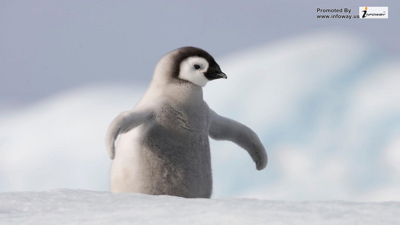 Cute Penguin Wallpaper. Cute Penguin