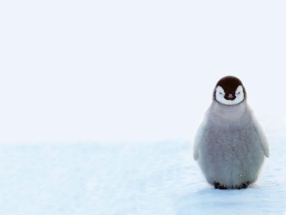 Download Minimalist Cute Penguin Snow Picture