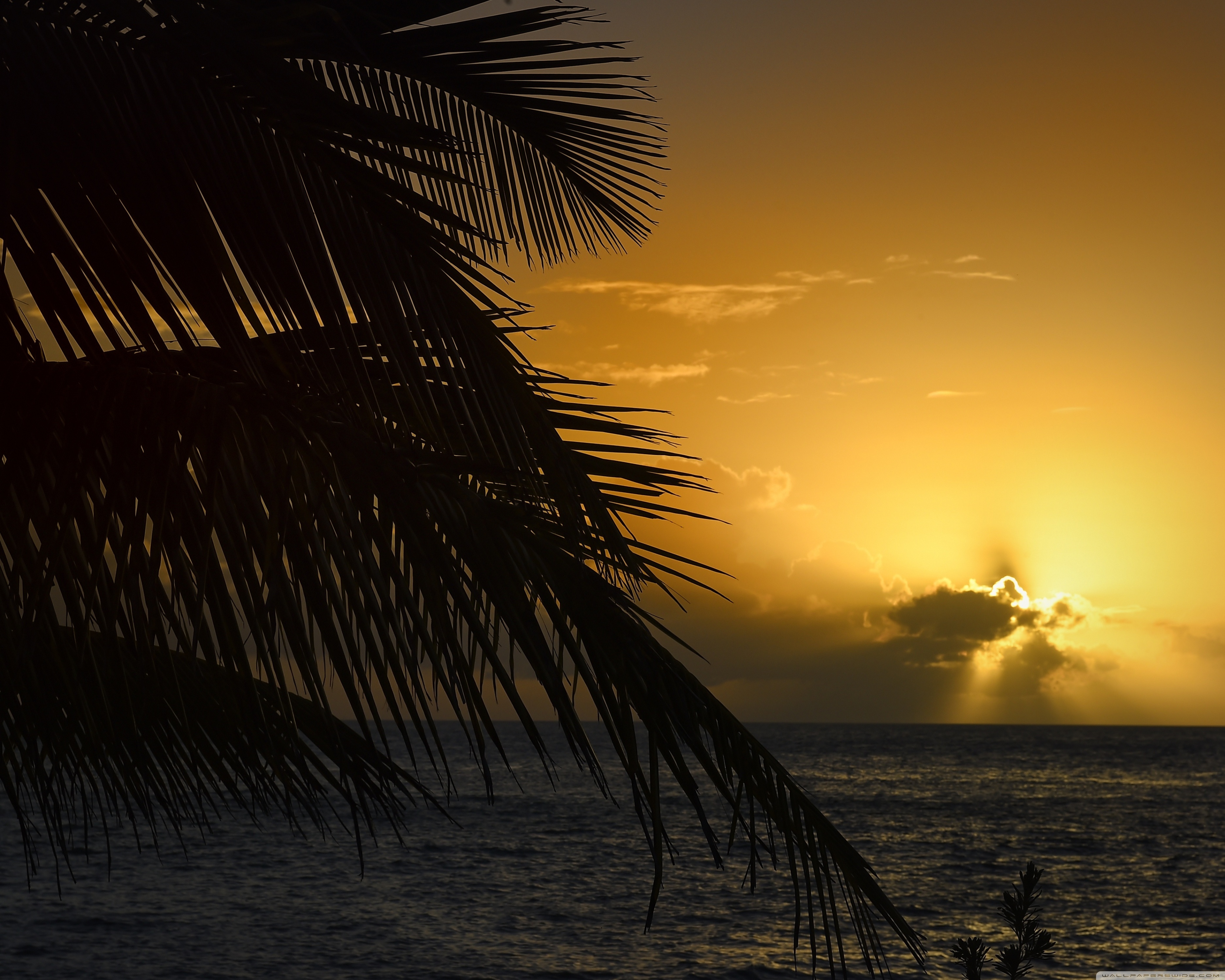 Palm Tree Leaf, Sunset, Florida Ultra HD Desktop Background Wallpaper for 4K UHD TV, Widescreen & UltraWide Desktop & Laptop, Tablet