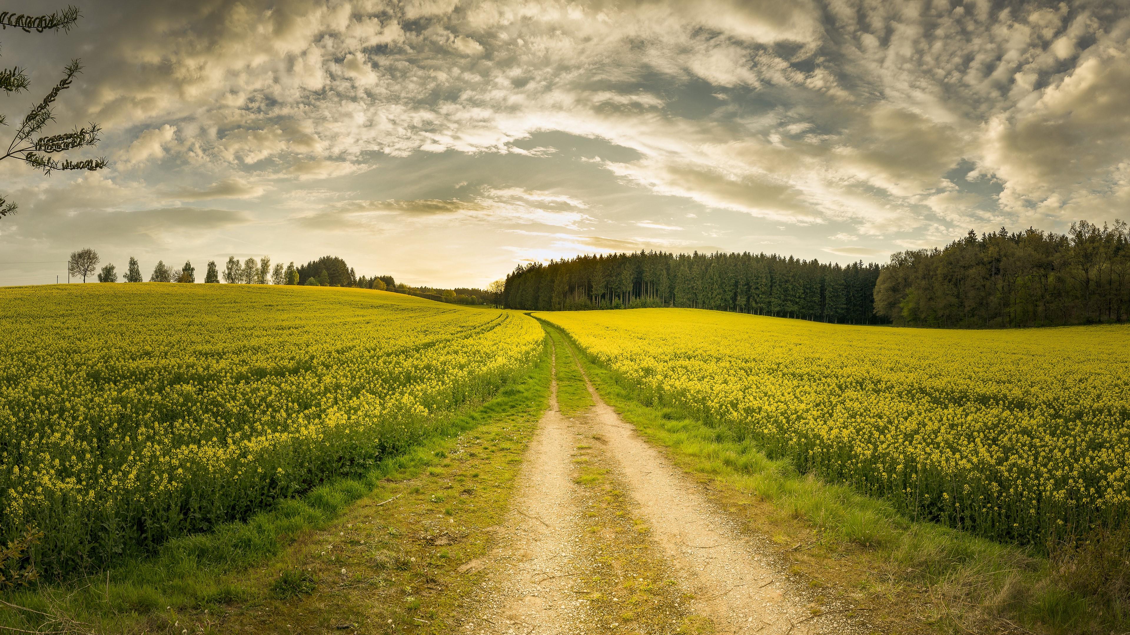 Yellow Spring Road Wallpapers Wallpaper Cave