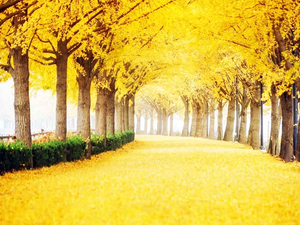 Yellow Spring Road Wallpapers Wallpaper Cave