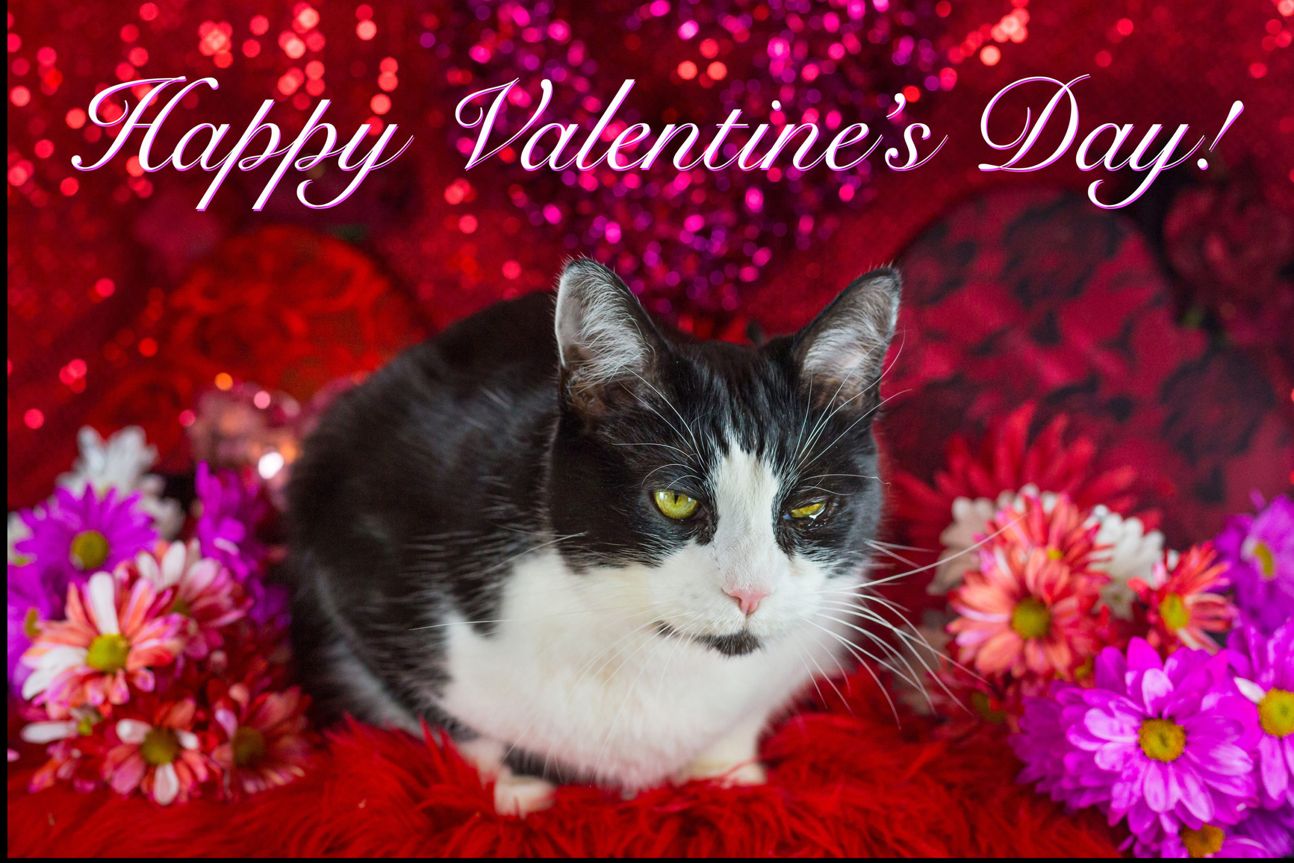 Valentine's Day Glamour Cat Photo! C S Photography