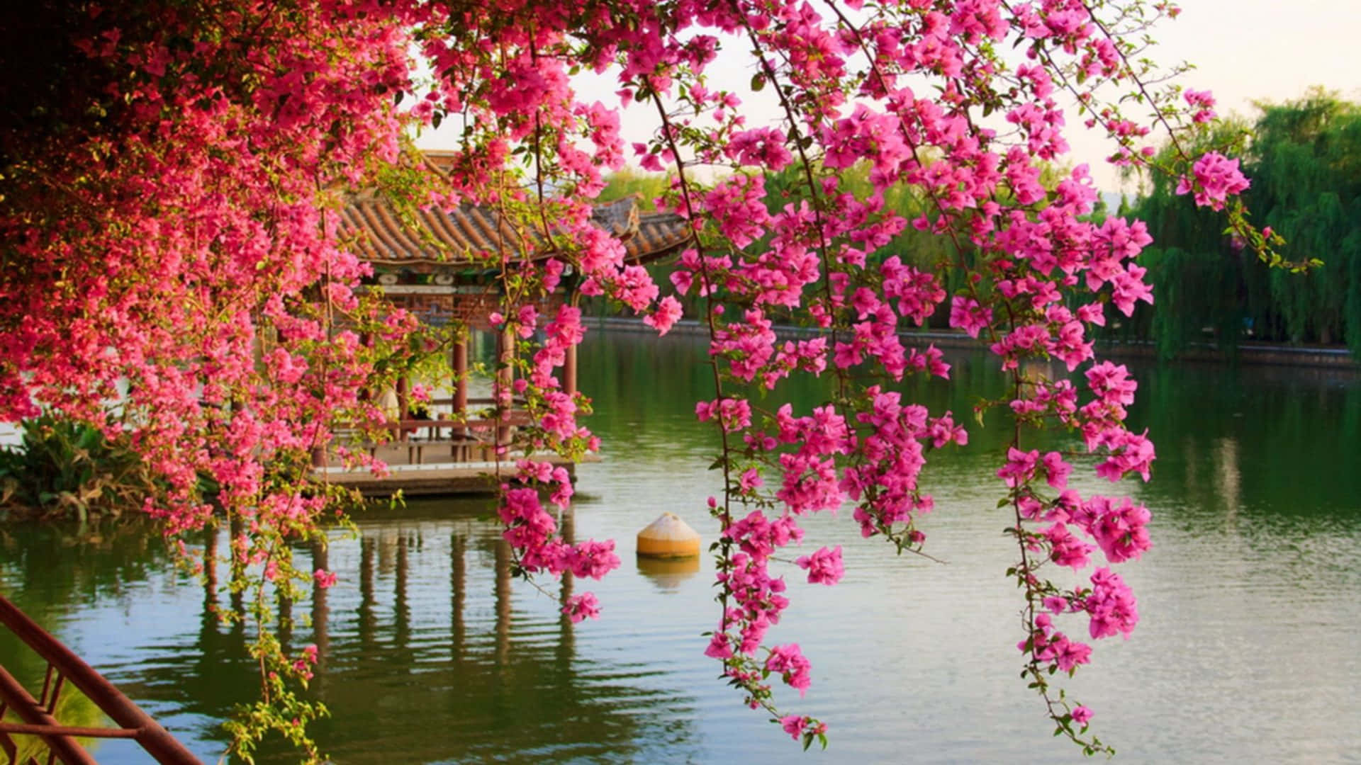 Download Pink Flowers Hanging Over A Lake