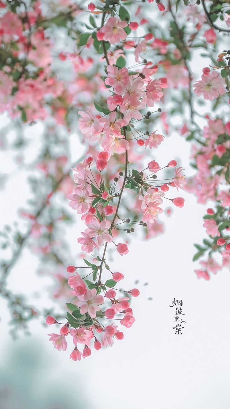 배경화면 wallpaper. Flowery wallpaper, Pink flowers wal. Flowers photography wallpaper, Wallpaper nature flowers, Beautiful flowers wallpaper