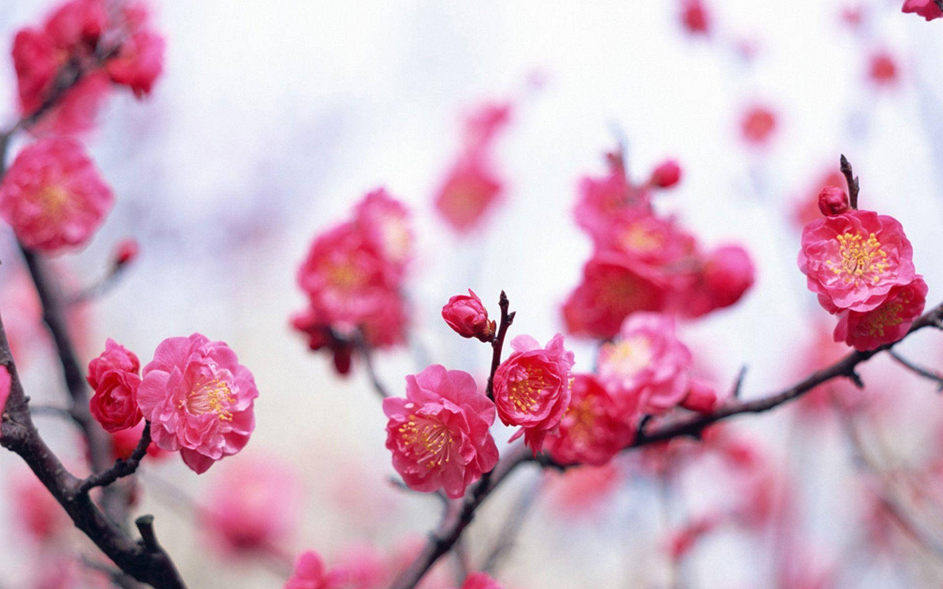 Download Pink Flower On Branches Wallpaper