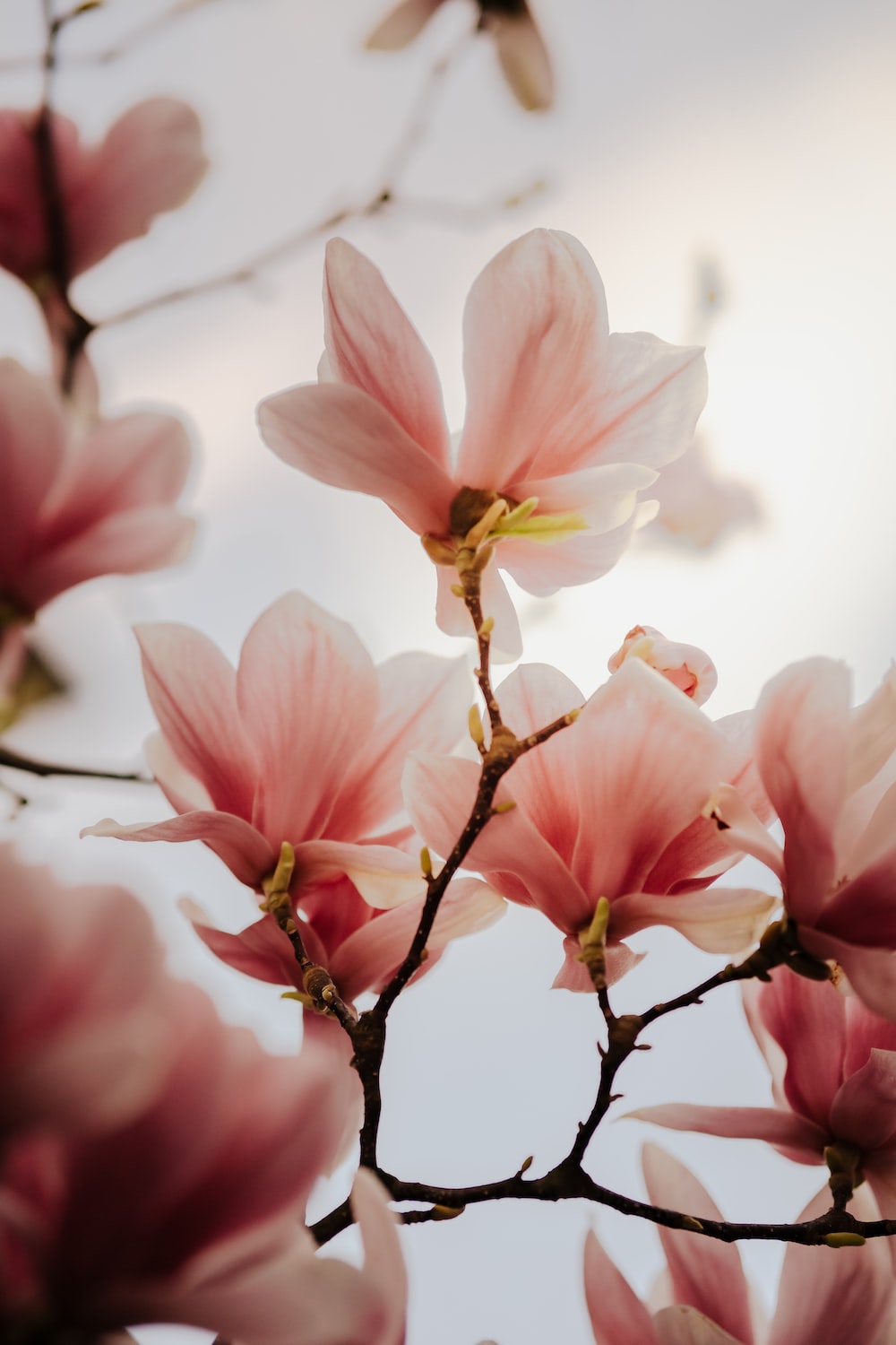 Magnolia Flower Picture [HD]. Download Free Image