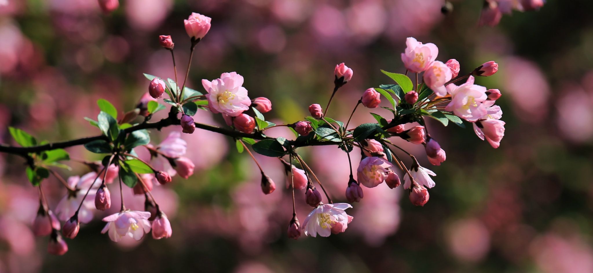 Investigations of flower image in Chinese literary tradition