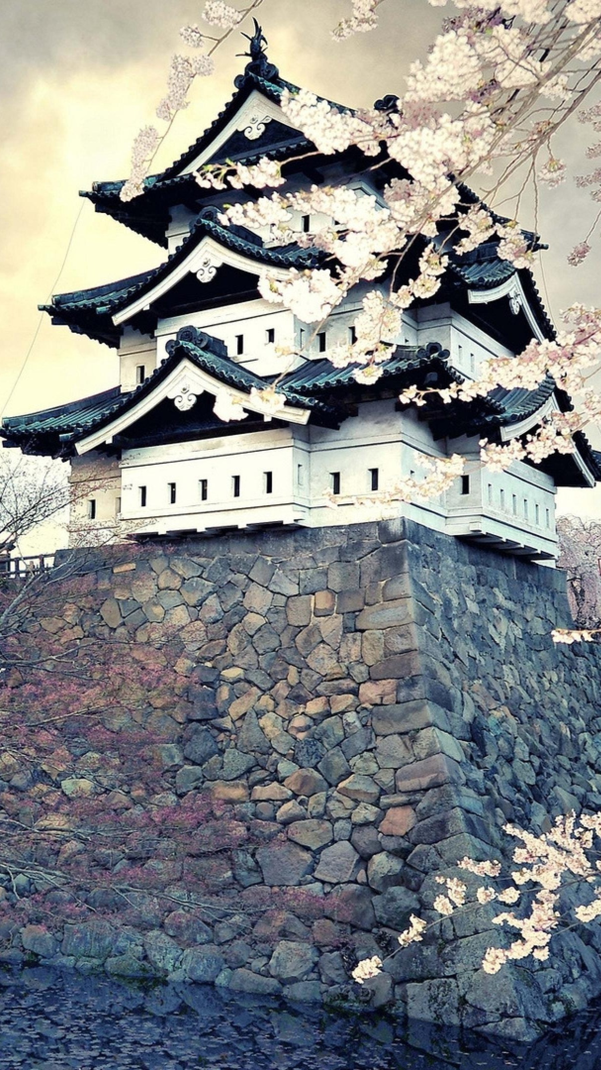Hirosaki Castle cherry blossom