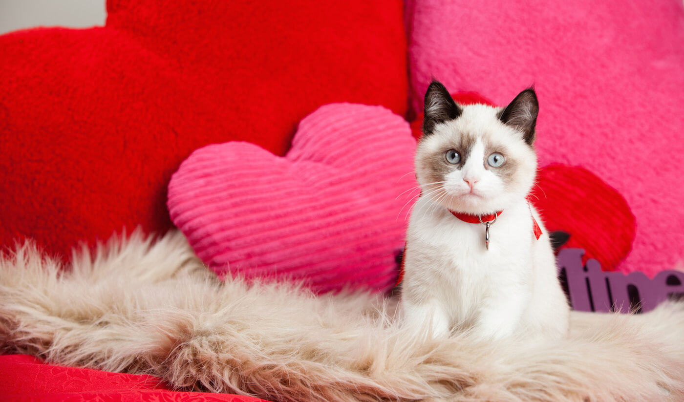 What To Do If Your Cat Leaves You Before Valentine's Day Second City
