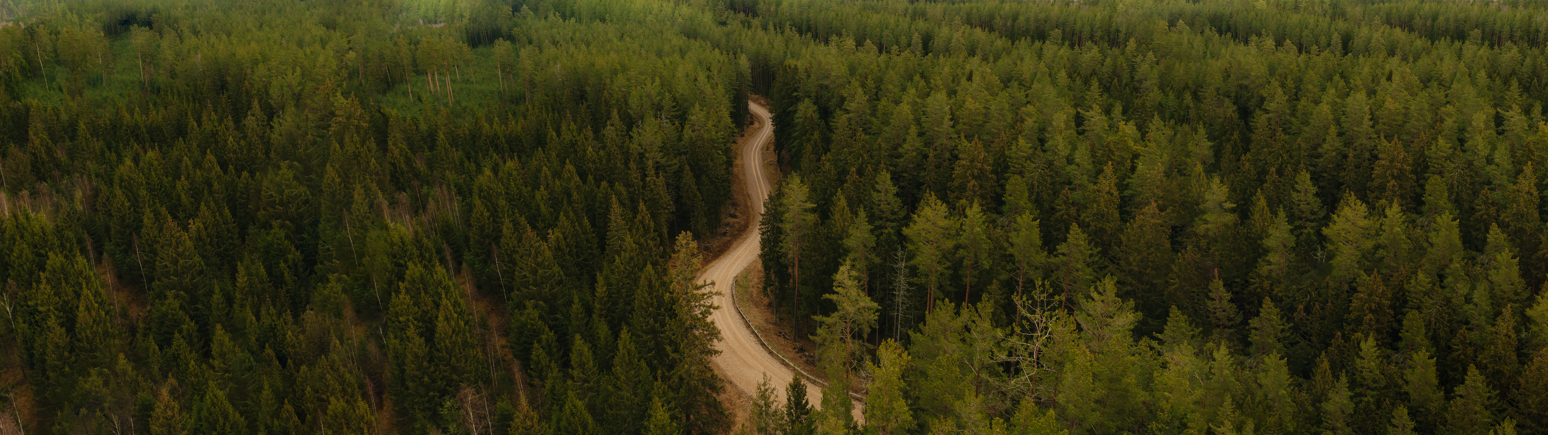 path, road, trees, forest, Latvia