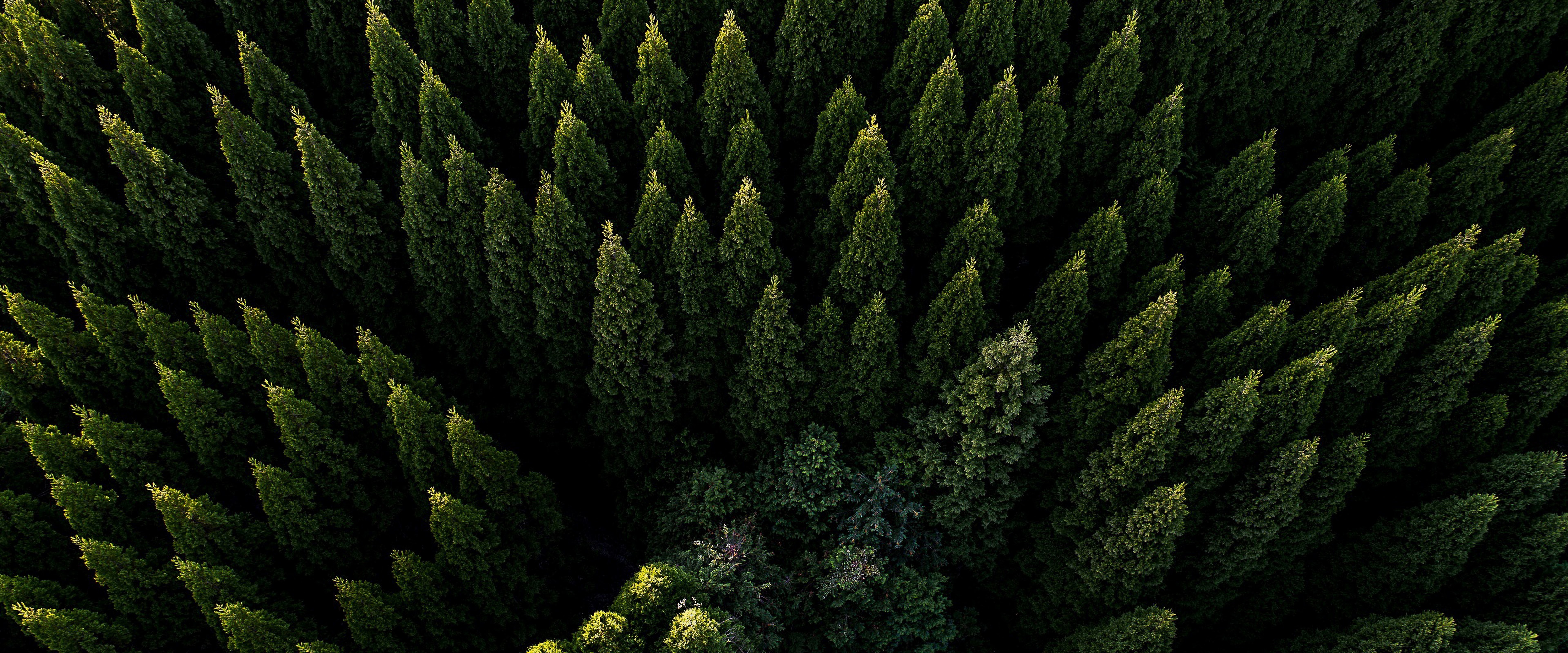 Forest Nature Aerial View Scenery 4K Wallpaper