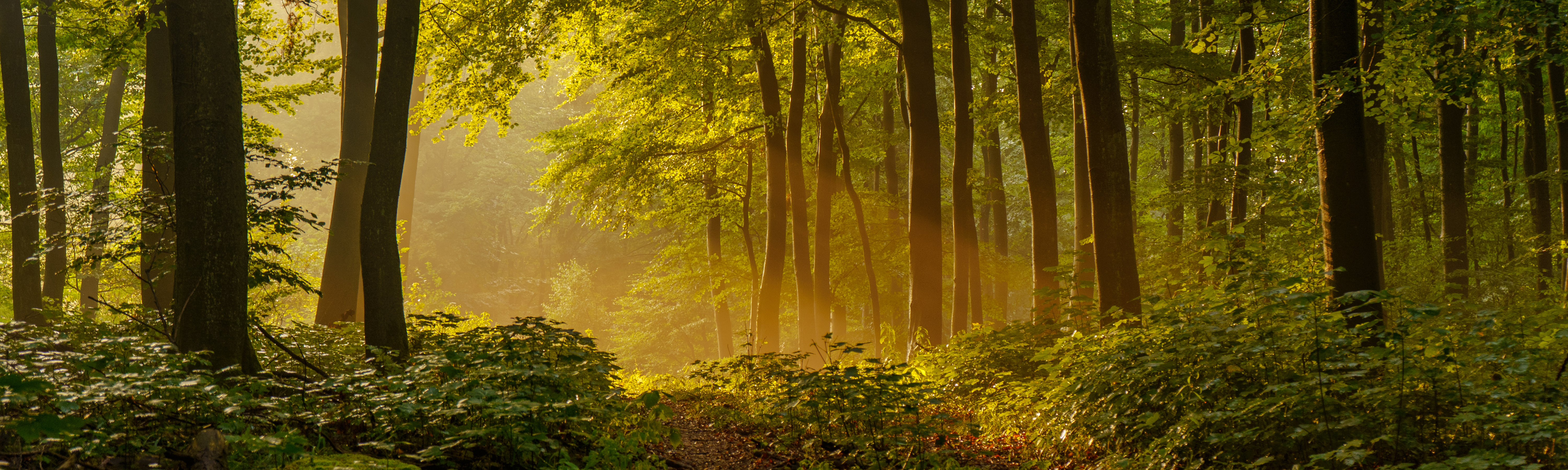Beautiful, mysterious sunset in the forest with sunbeams between the trees and many green plants in Sundern, Sauerland, Germany