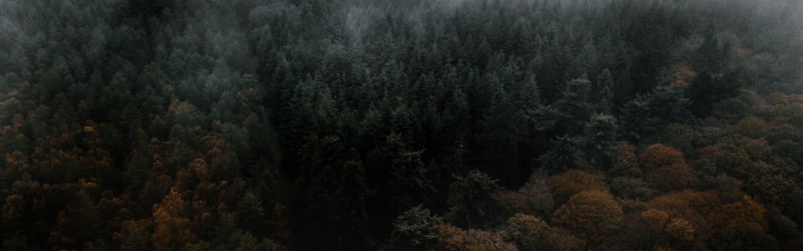 Forest. best free forest, wood, tree and outdoor photo