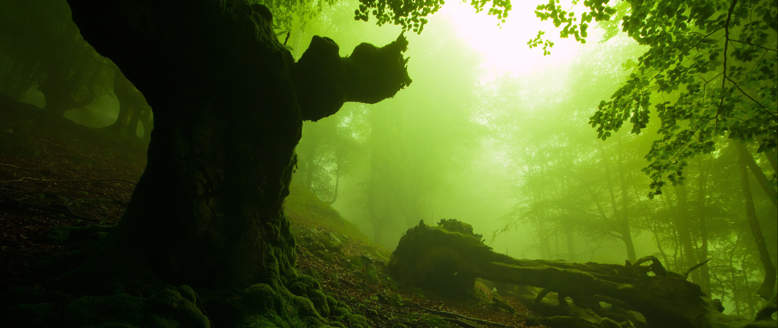 Ultra Wide Photography Nature Trees Forest Plants Wallpaper:2560x1080