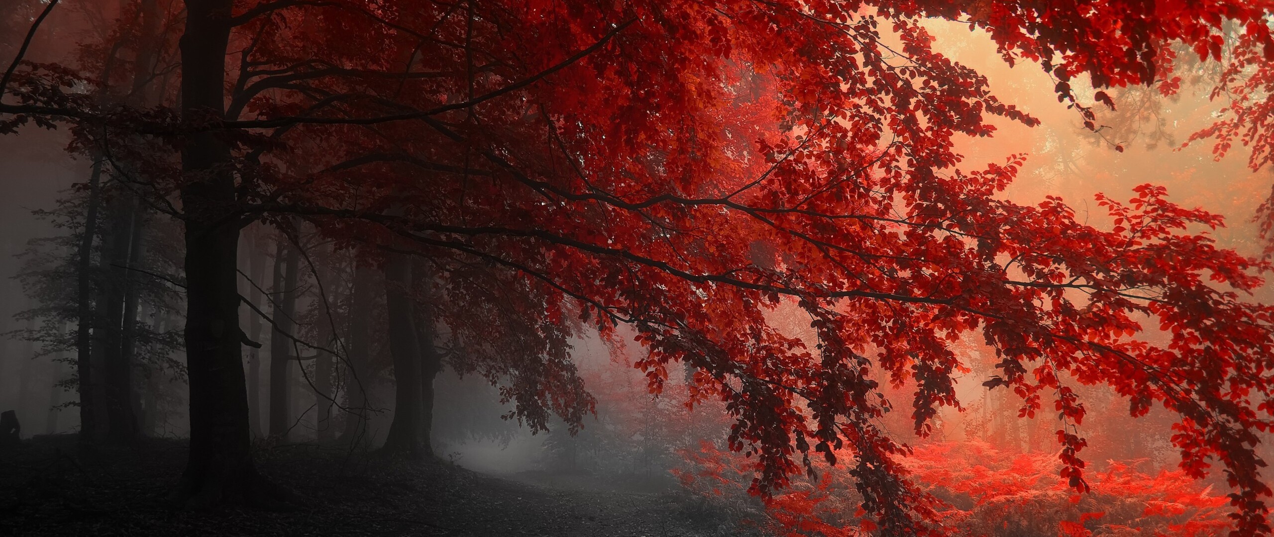 Red Forest Trees Path Wallpaper, 2560x1080 Resolution HD 4k Wallpaper, Image, Background, Photos and Picture