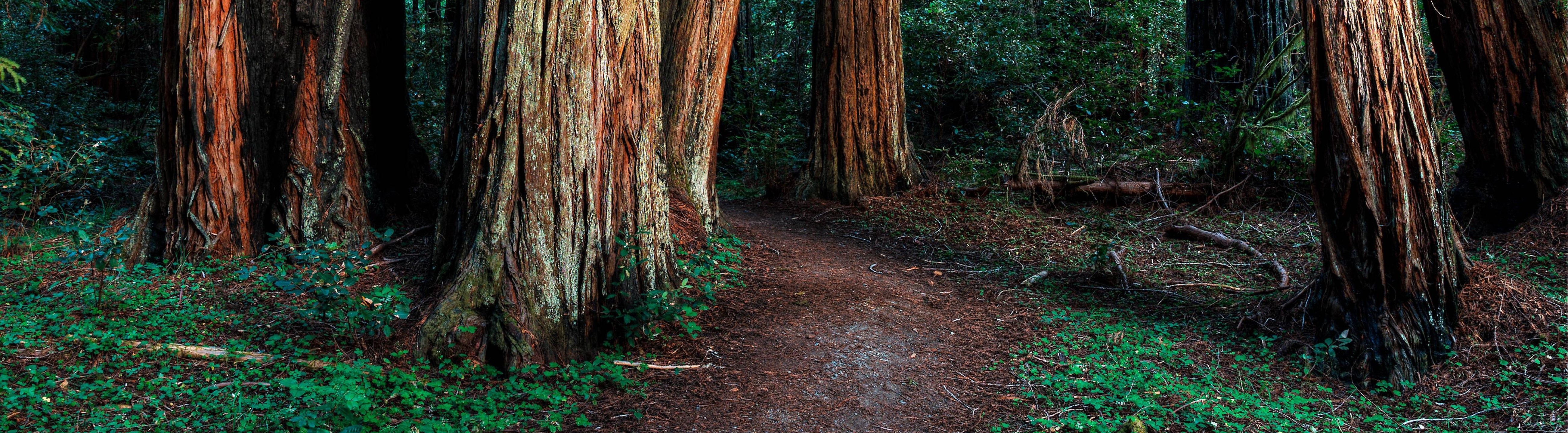 Wallpaper / ultrawide, trees, plants, outdoors Wallpaper