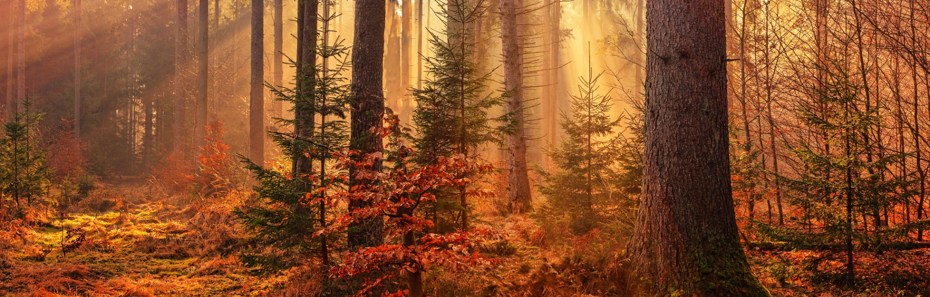 Victoria Ford, MA, LPC Counseling & Wellness LLC