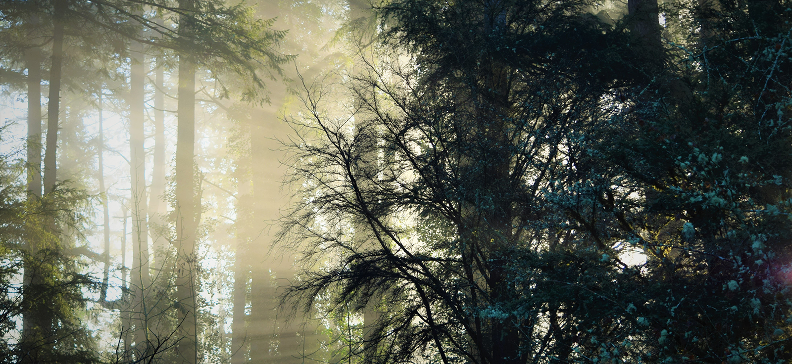 Wild Carbon: A Synthesis of Recent Findings on Carbon Storage in Old Forests