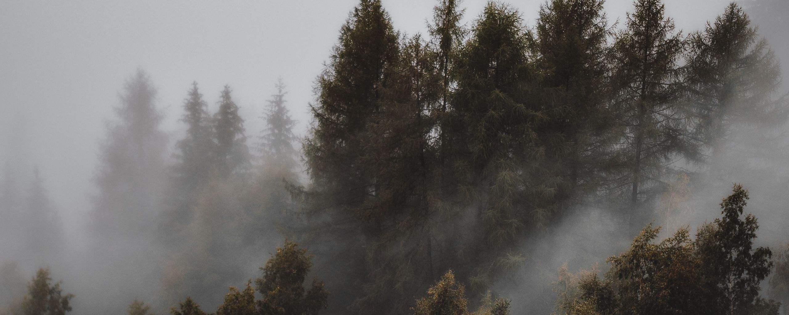 Download wallpaper 2560x1024 forest, fog, trees, landscape, gloomy ultrawide monitor HD background