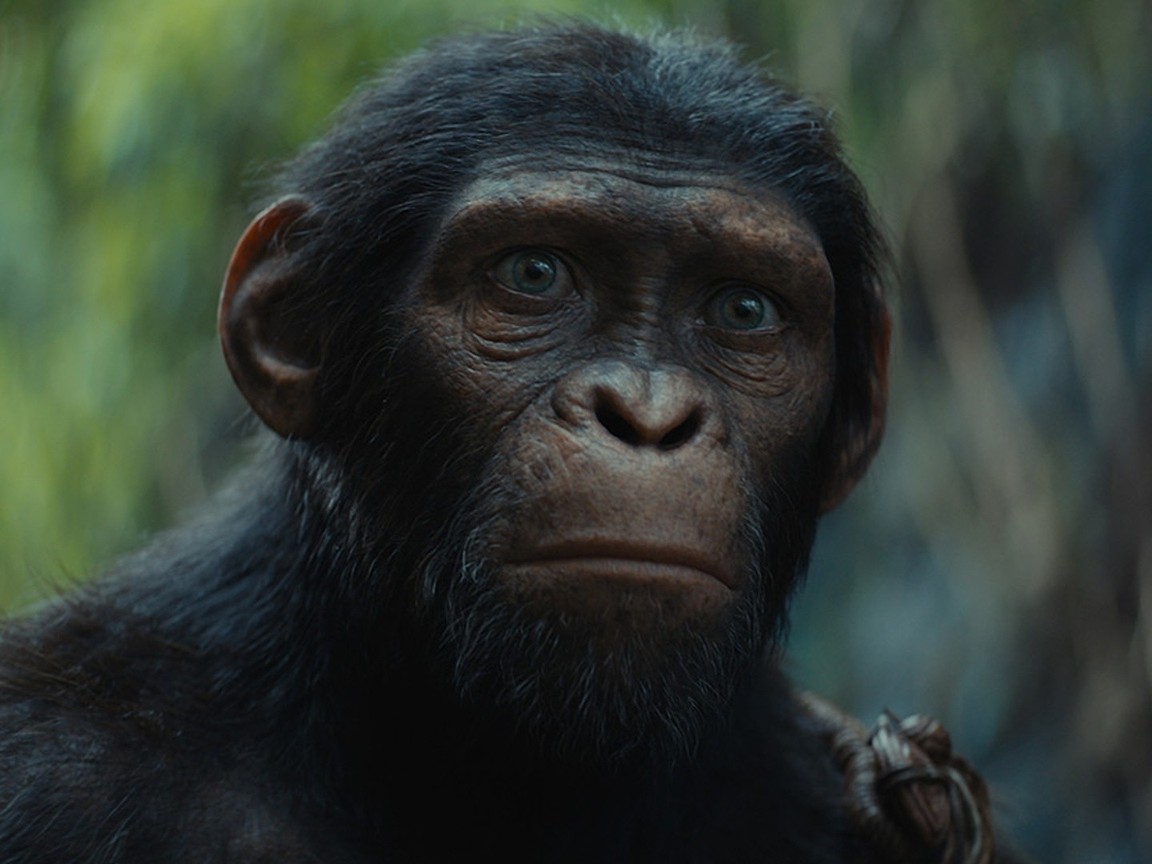 Kingdom of the Planet of the Apes Picture