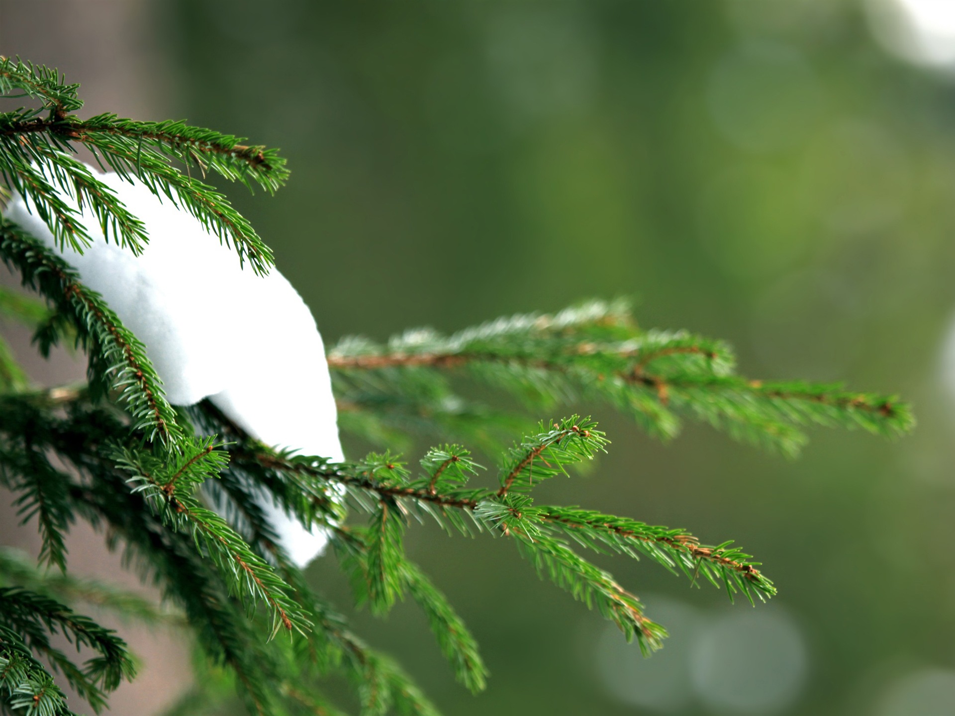 Forest Green Winter Wallpapers - Wallpaper Cave