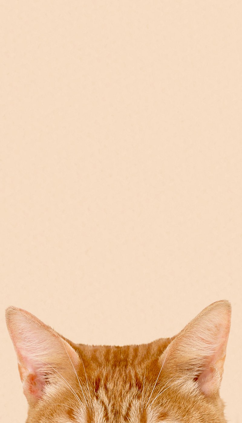Cat Wallpaper Image. Free Photo, PNG