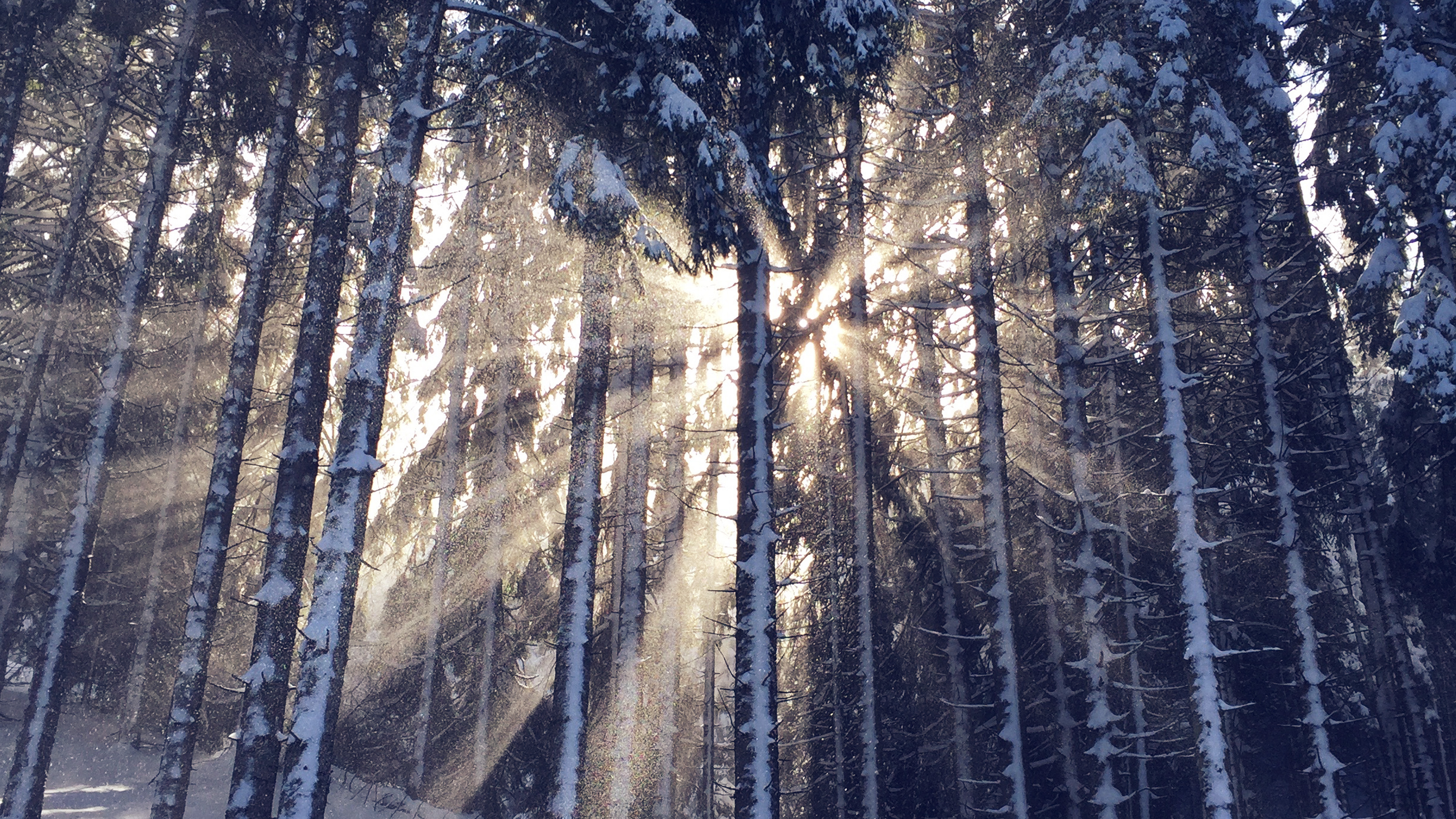 wallpaper for desktop, laptop. wood snow winter light sun nature blue