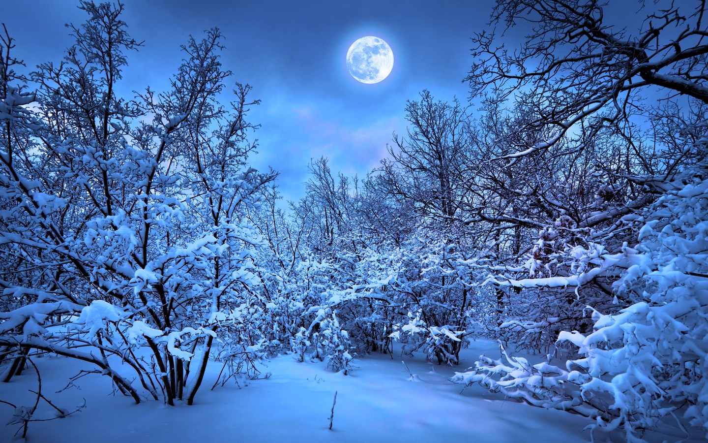 Winter Snow Nature 4k Wallpaper, 1440x900 Resolution HD 4k Wallpaper, Image, Background, Photos and Picture