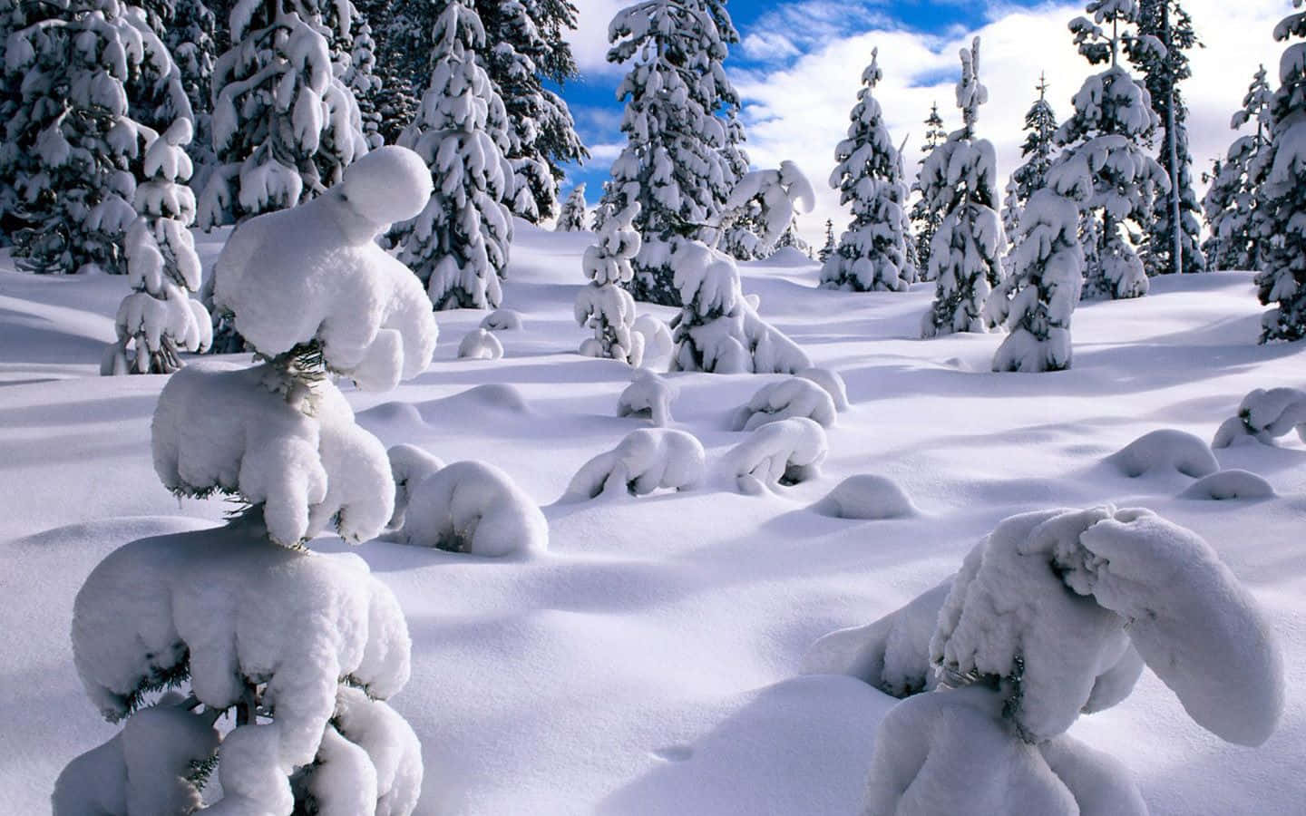 Download Thick Snow On Trees Of Winter Wonderland Background
