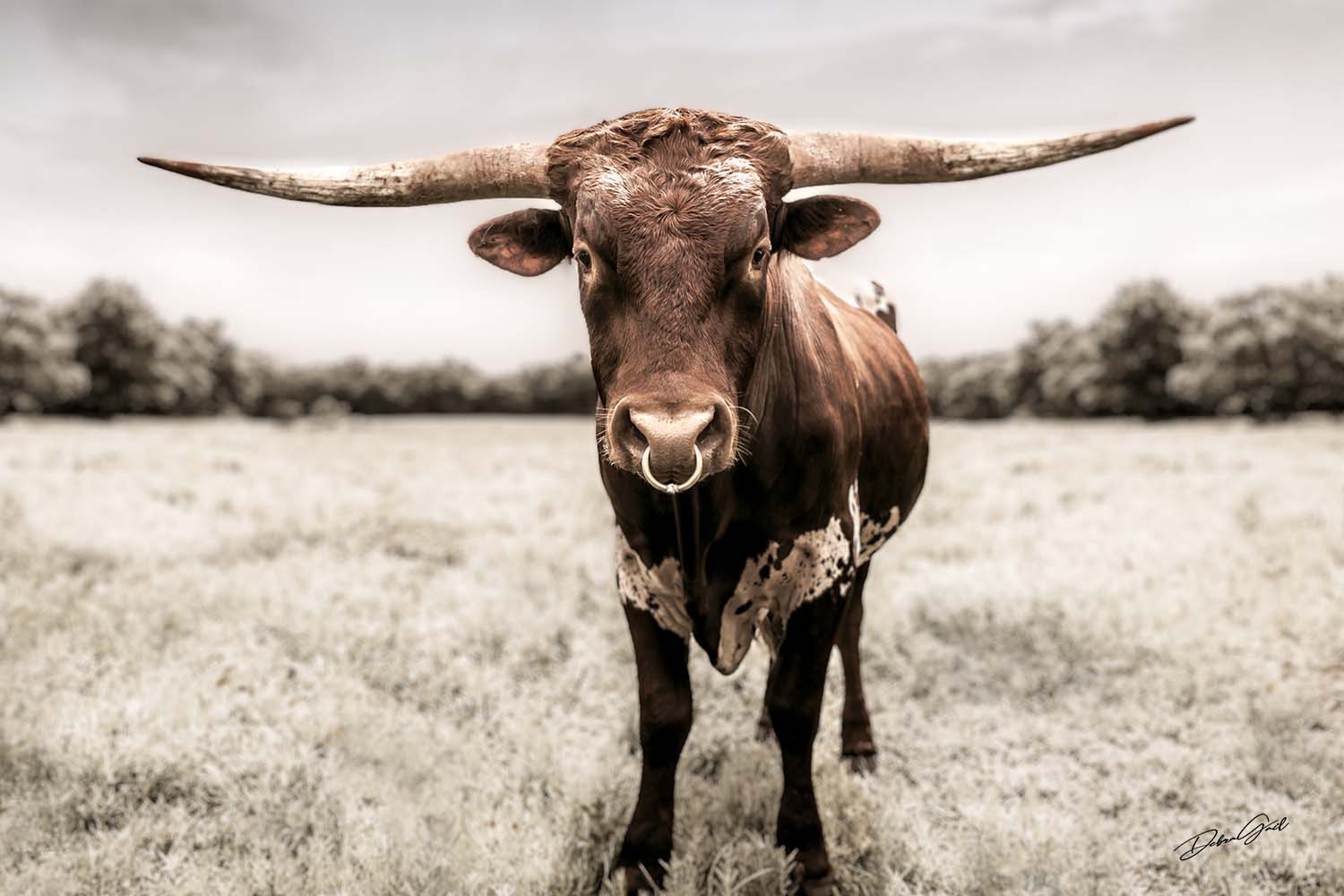 Longhorn Bull Western Decor