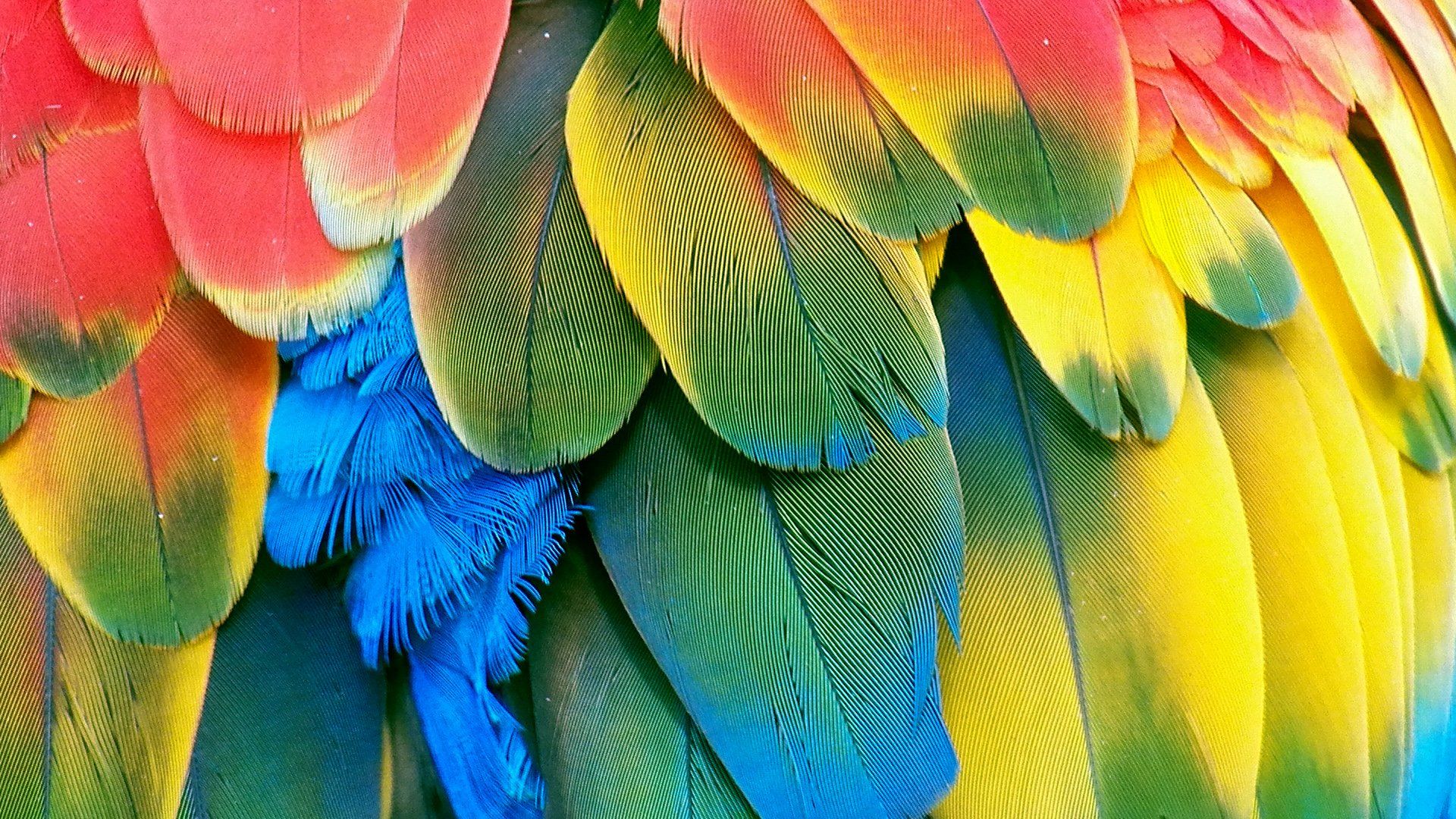 Bird Feather Wallpaper. Parrot wallpaper, Finding feathers, Macaw feathers
